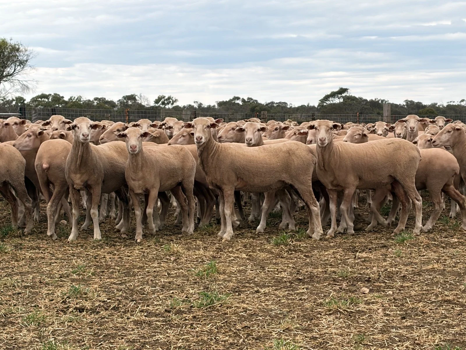 Lameroo Annual Blue Ribbon Off Shears Sale.    Friday, 9th October 2026.