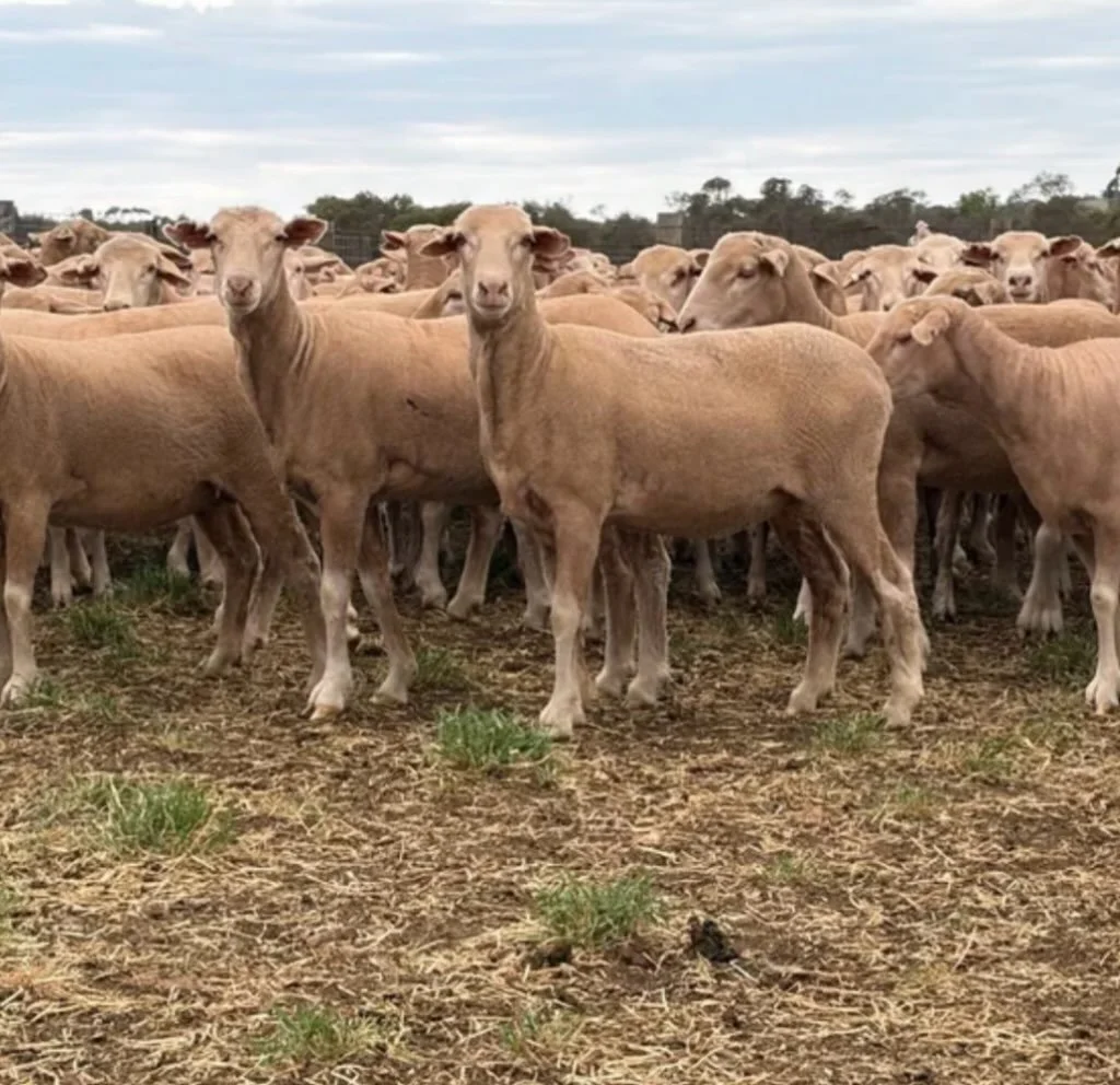 Lameroo Annual Blue Ribbon Off Shears Sale. Friday, 9th October 2026.
29 Sept, 2026
NOTE: This sale will be broadcast on AuctionsPlus.  Cash/Tyringa Family Trust will be selling Keri-Keri blood ewes :  460 May /June 2025 drop Future Breeders Ewe Hogg