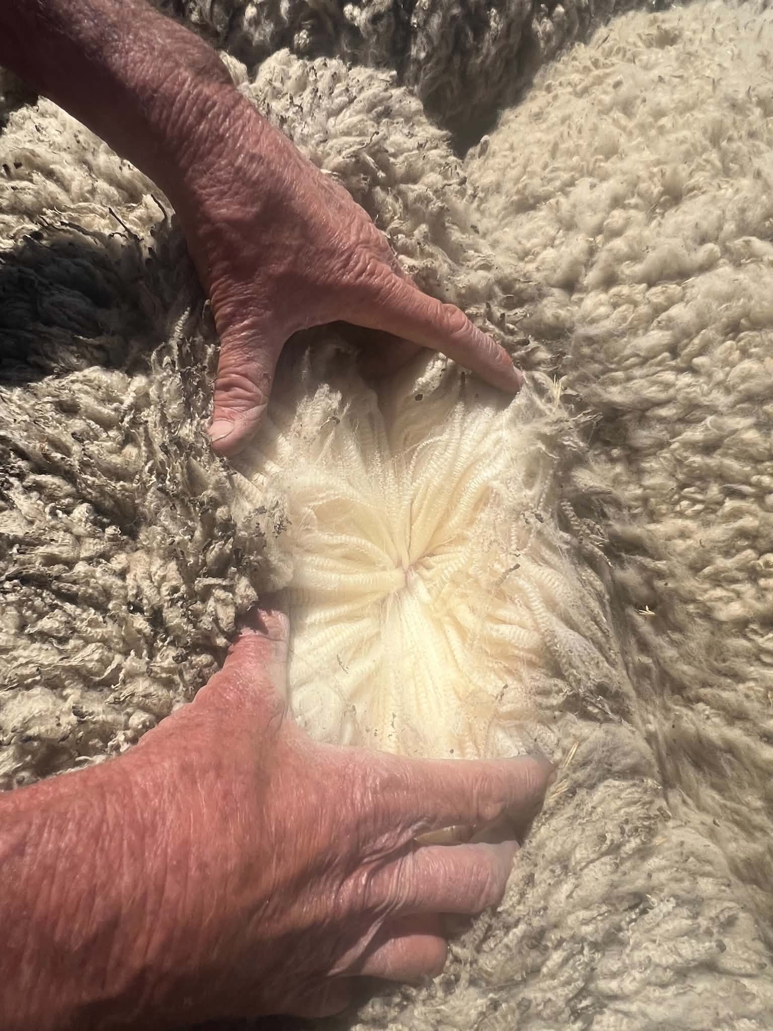 Shearing the young (2025 drop) ewes.
