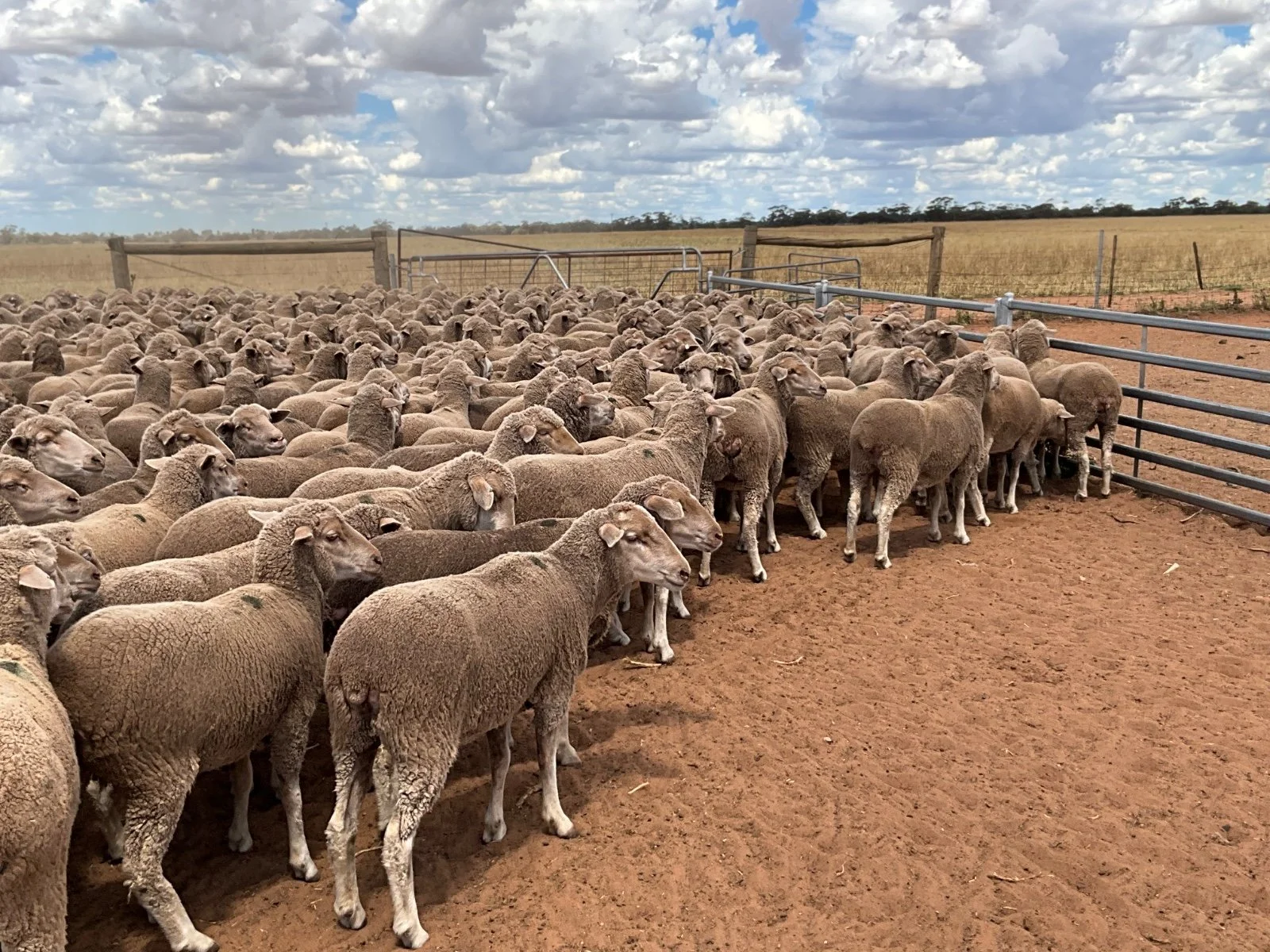 Tuesday National Sheep Sale. 27th October 2026. AUCTIONSPLUS.  Two outstanding runs of sheep to be offered. 