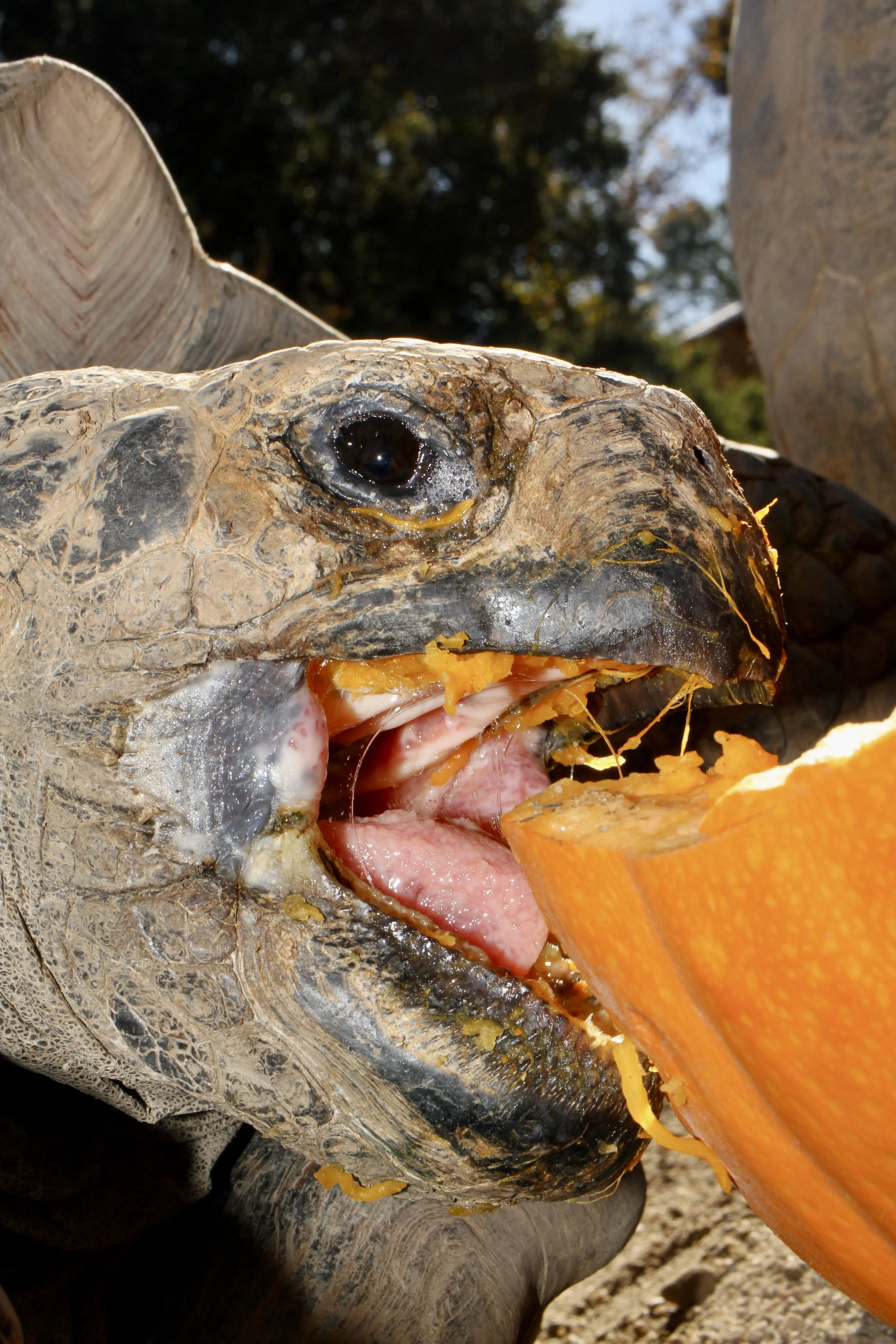 Finishing off the fall pumpkins.