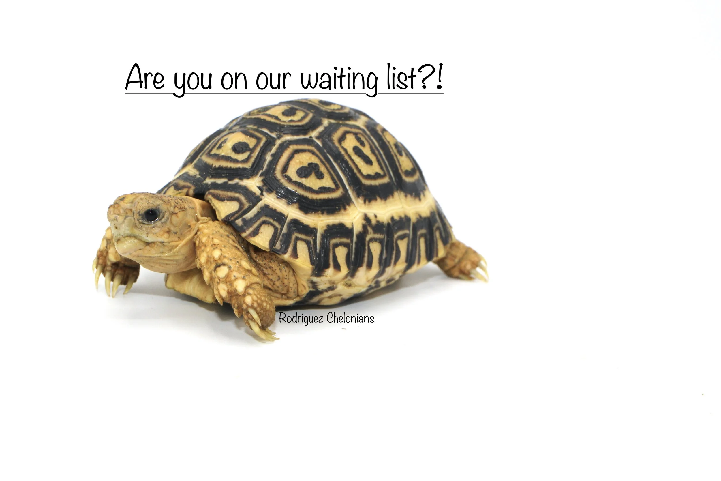 South African Leopard Tortoises are Ready!