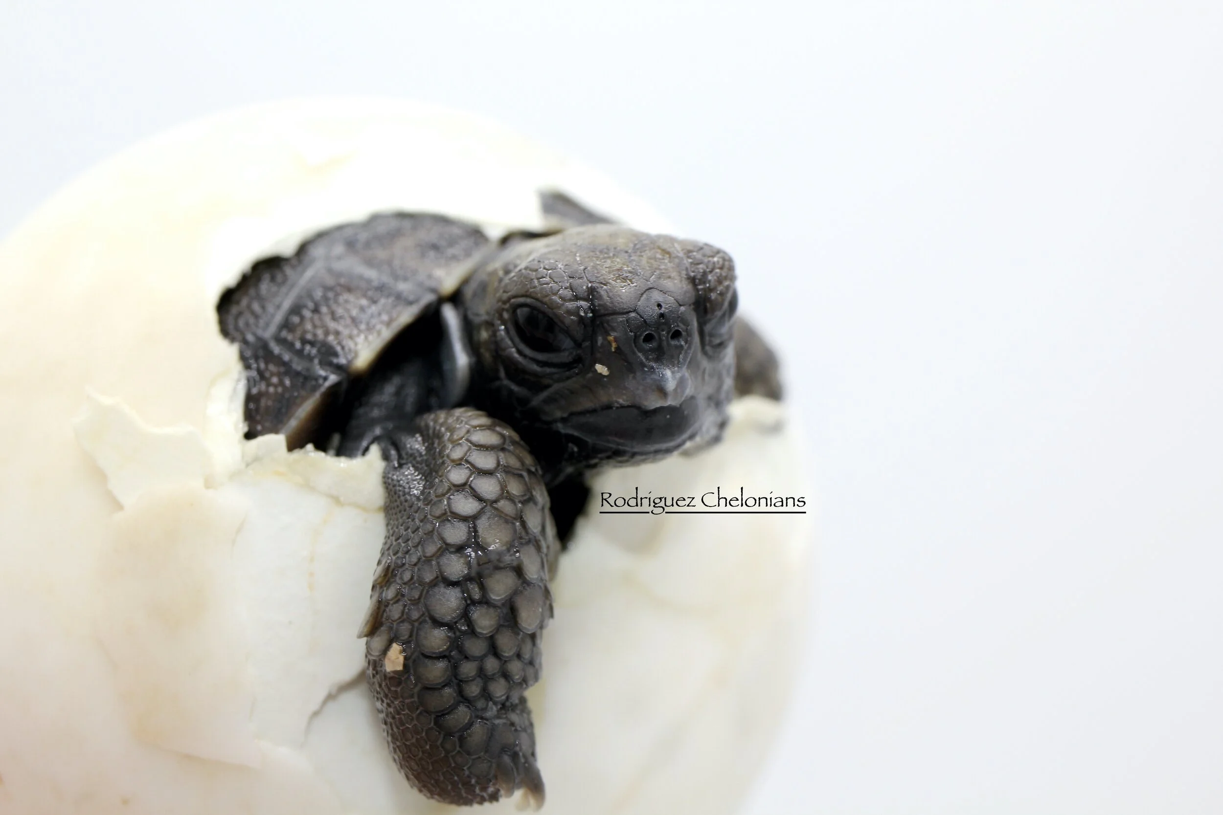 Galapagos Hatching #2