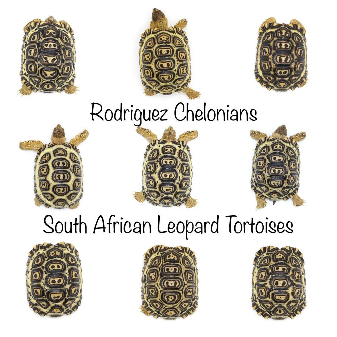 Sneak peek! Getting ready to load pictures of these beauties onto our website https://www.rodriguezchelonians.com (link in bio). Let me know if you see one (or two or three) you&rsquo;d like or if you&rsquo;d like to be on our waiting list for future