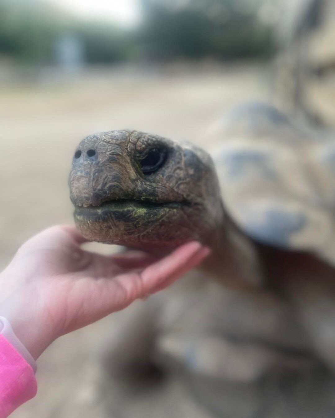 Isabella Galapagos scratches are the best.  #Galapagos #galapagostortoise #galapagos🐢 #isabellagalap #izzygalap #mygirl #cuteface #galapscratches #myheart
