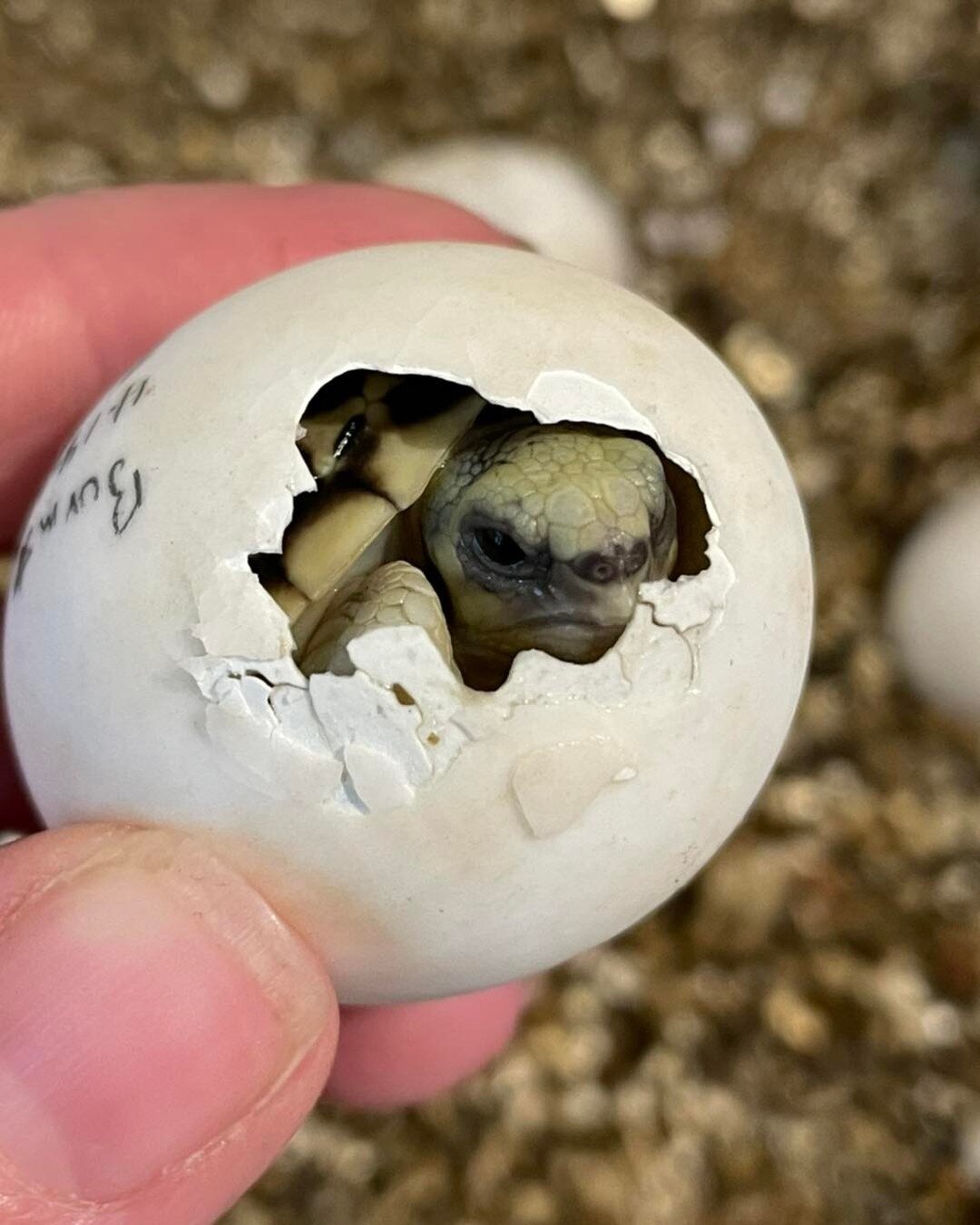 It&rsquo;s a happy Mother&rsquo;s Day when I hatch an endangered species, Burmese Star tortoise, Geochelone platynota. Welcome to the world little one. 💚  #happymothersday #HappyMothersDay2022 #happyhatchday #endangered #endangeredspecies #endangere