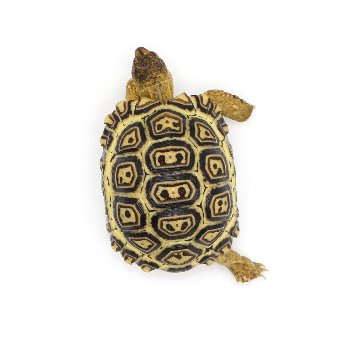 Well established and over 100g these beauties are ready for their new homes! This South African locality of leopard tortoise is the larger variety available here in the US. They are also more cold weather tolerant then their northern counterpart, mak