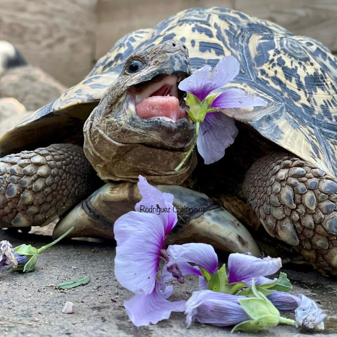 The leopard tortoises waste no time devouring their lavatera, or tree mallow, flowers! #tongueouttuesday #feedmealltheflowers #mallowmonster #lavatera #treemallow #tortoisediet #varietyisthespiceoflife #leopardtortoise #southafricanleopardtortoise #s