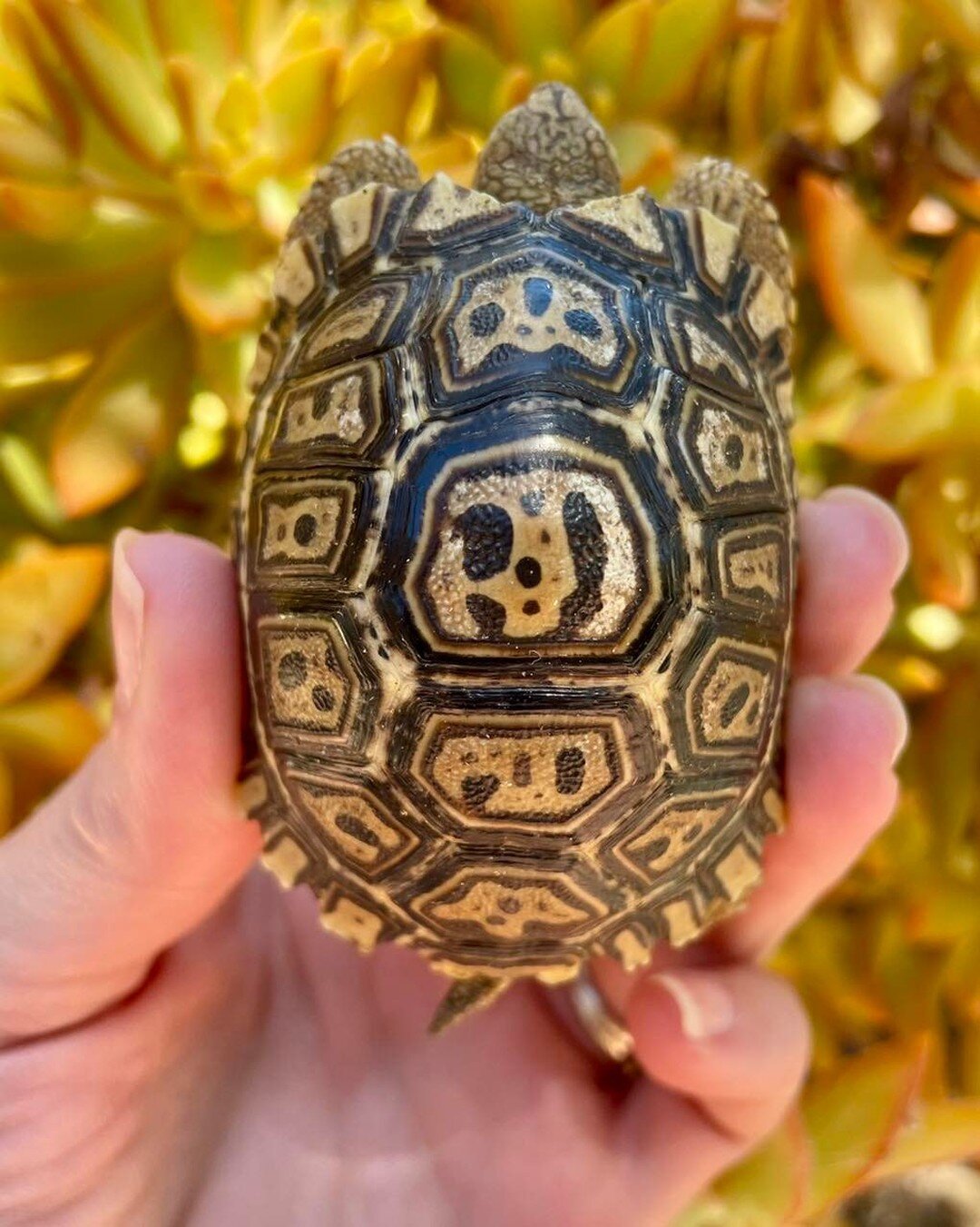 Everyone is unique, even tortoises! Here are few unique leopard tortoises we have this year. The jury is still out on what causes these phenotypic anomalies but the theory is a combination of incubation temperatures, humidity in the nest and genetic 