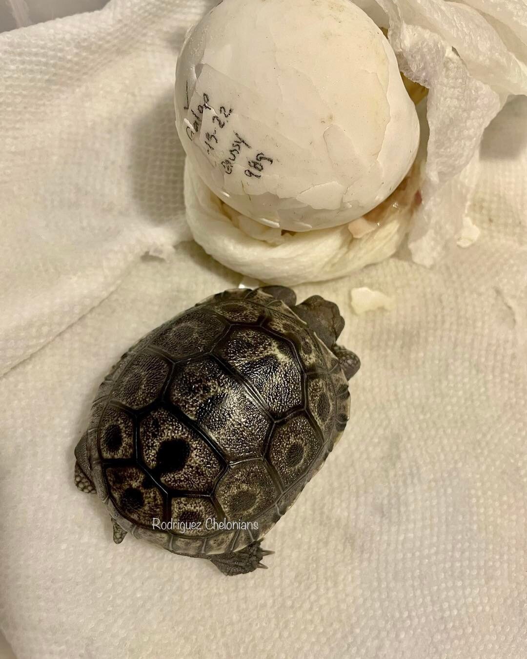 Say hello to the first Galapagos hatchling of the year!!!! With only a handful of breeders in the US and no others in the state of California we are very excited for the opportunity to share this amazing species with others. 
*
*
*
#galapagos #galapa