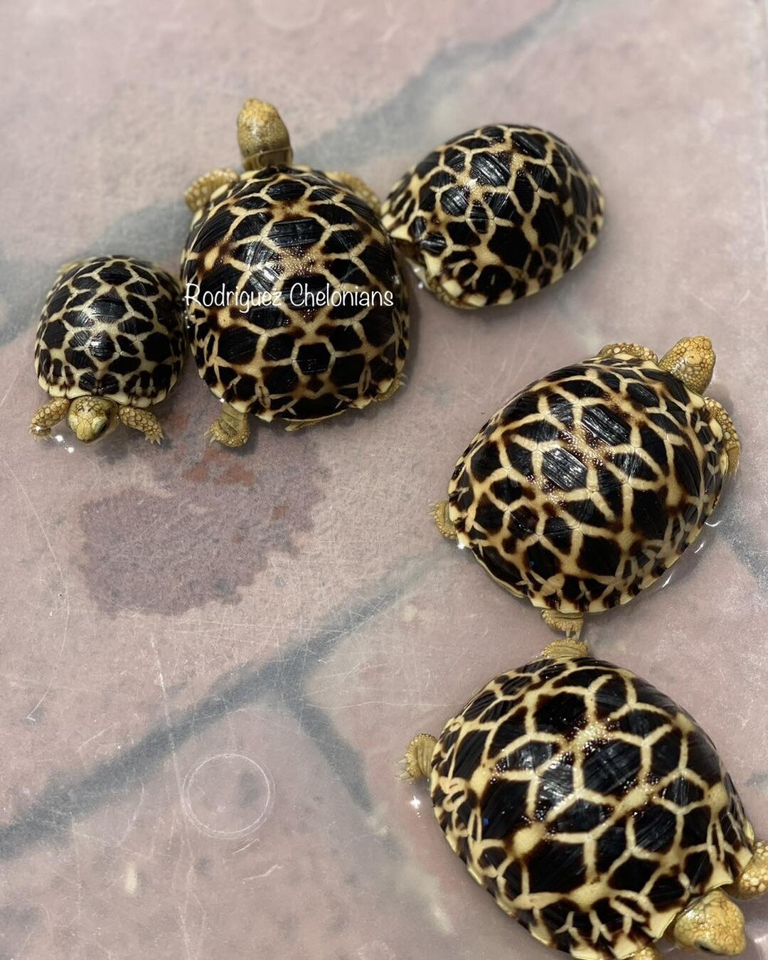 The little tiny twin Burmese star tortoise that hatched in March is still doing well! Eats anything I offer and is slowly putting on the grams. It&rsquo;s larger egg mate is also doing well, just a bit smaller then the other clutch mates. 💚
*
*
*
#b