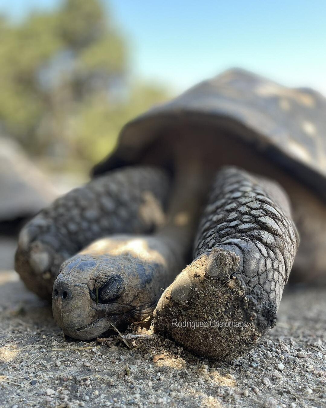 The summer heat is here and Gaetano thinks morning naps under the tree with his ladies are the best. 
#sweetdreams #sweetprince #wakemewhenthesprinklerscomeon #naptime #catchingsomezzzs #strechedout #starfishstyle #galapagostortoise #gaetanogalap #ca