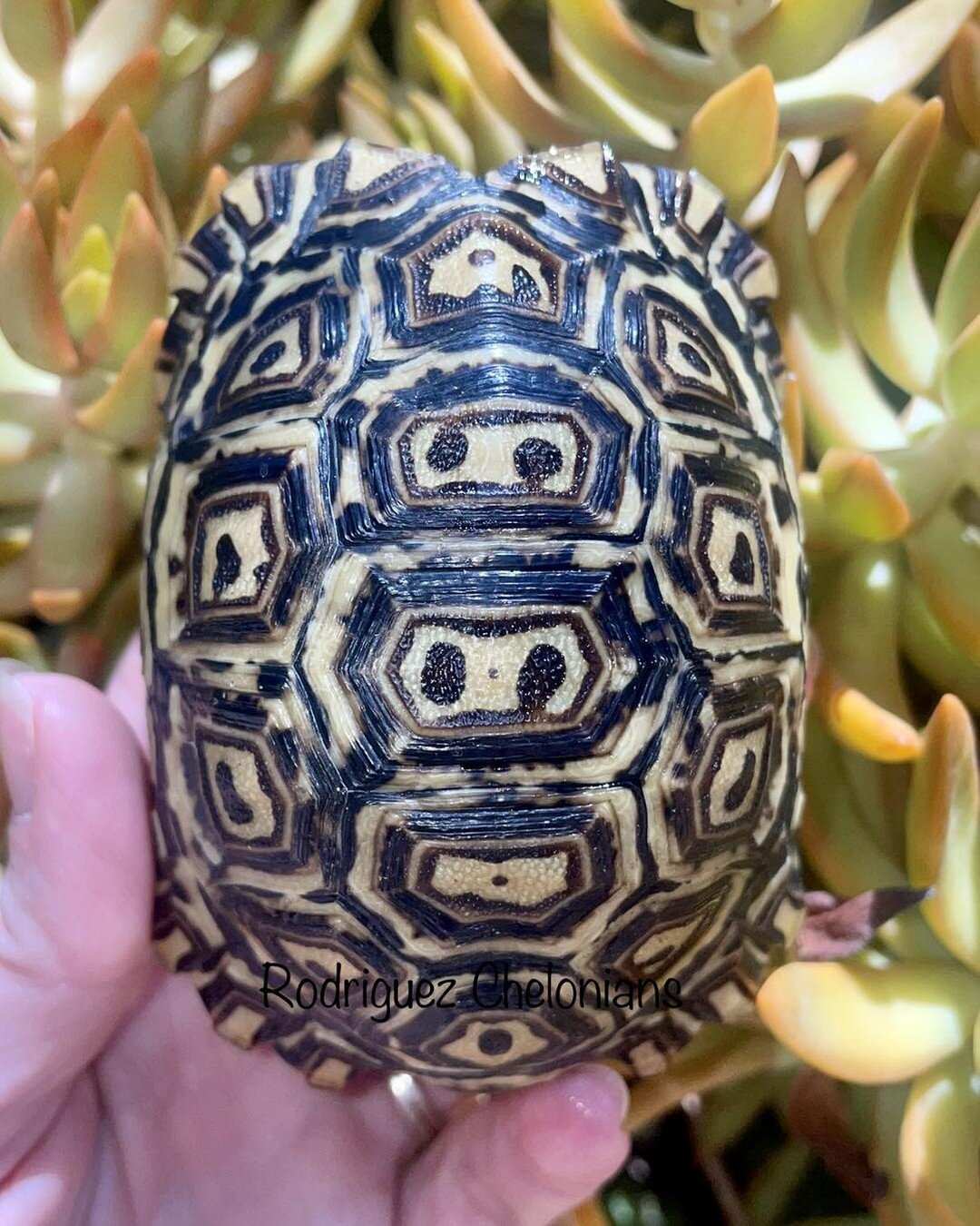 Just delivered another beauty to a happy owner!
*
*
*
#leopardtortoise #tortoise #stigmochelyspardalis #pardalispardalis #pardalis #southafrica #southafrican #purelocality #southafricanleopardtortoise #wellestablished #wellestablishedtortoise #rodrig