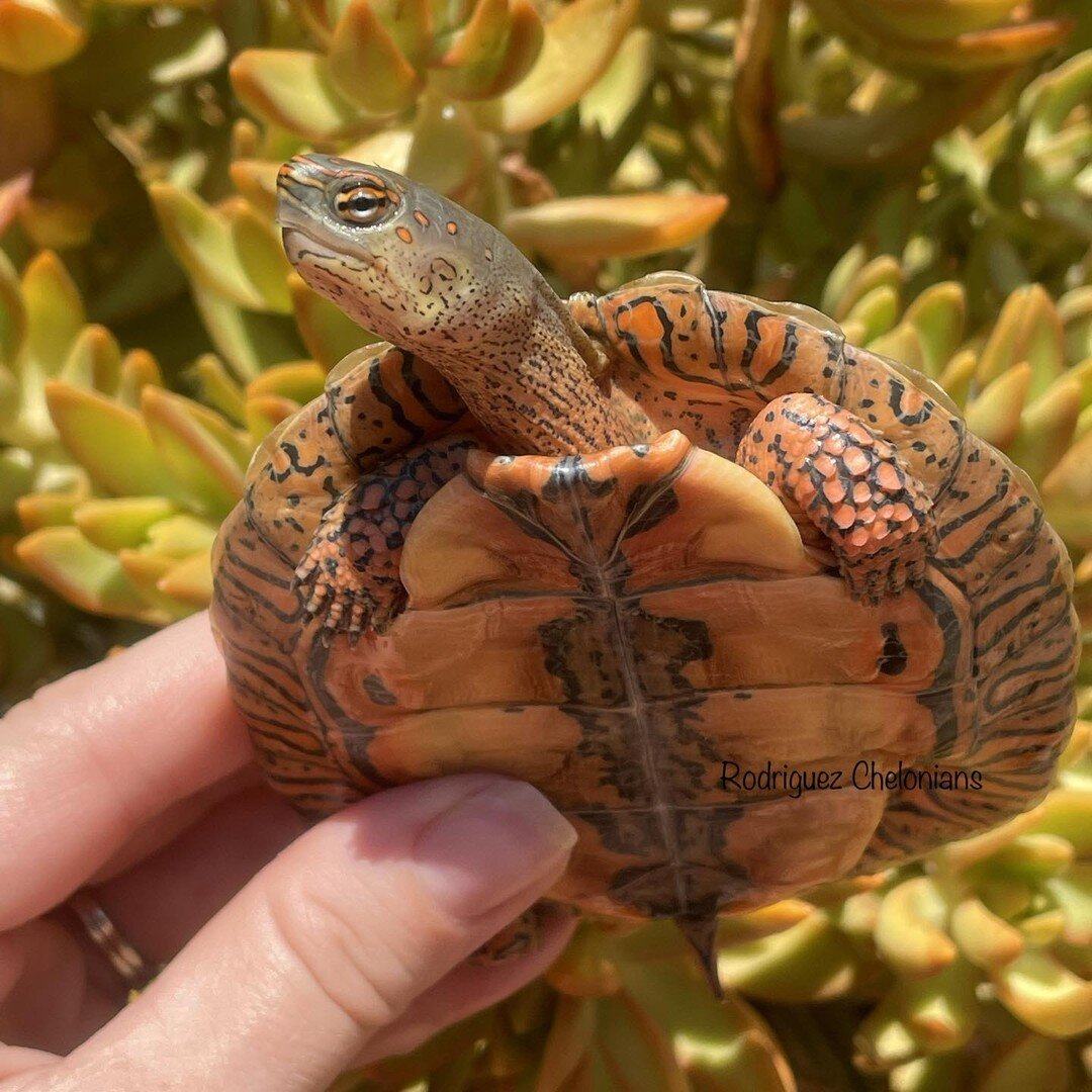 A special species we work with are Guerrero painted wood turtles, Rhinoclemmys pulcherrima pulcherrima. They are a curious and personable turtle species that will happily grab a snack straight from your hand. They are also stunning with their red ski