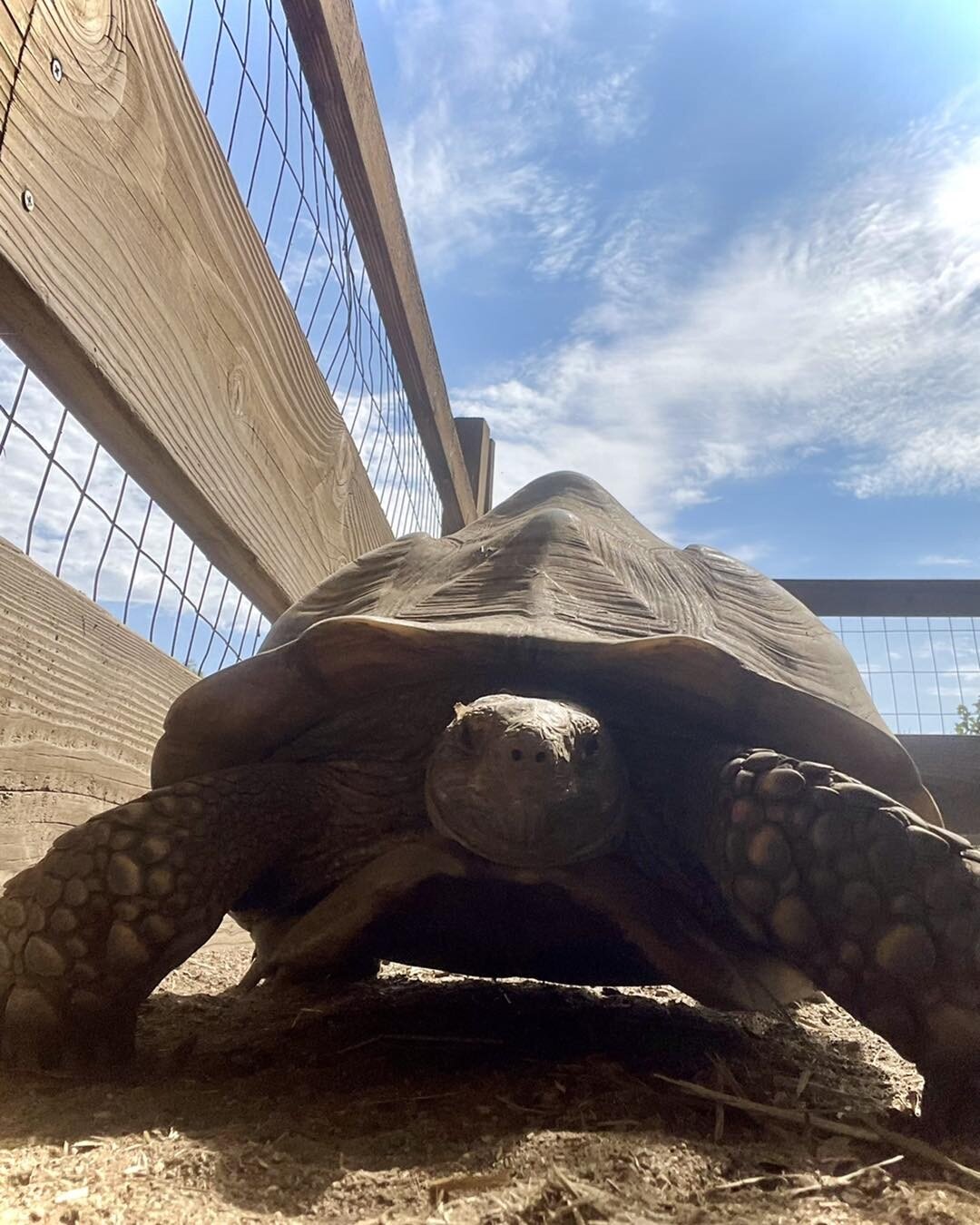 It&rsquo;s never a dull moment on the ranch yet sometime we get so busy with the day to day we forget to share some of our fun. Today Bluebell (one of our best producing South African locality leopard tortoises was supervising my excavation of her ho
