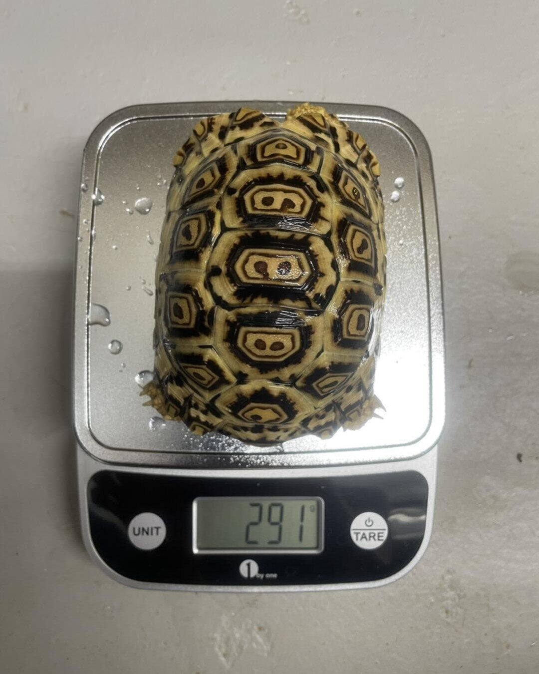 Weigh ins! Tracking weight regularly is one of the best ways to monitor health in reptiles. These unsexed South African leopard tortoises are all growing beautifully. 
*
*
*
#tortoise #leopardtortoise #leopardtortoises #southafricanleopardtortoise #s