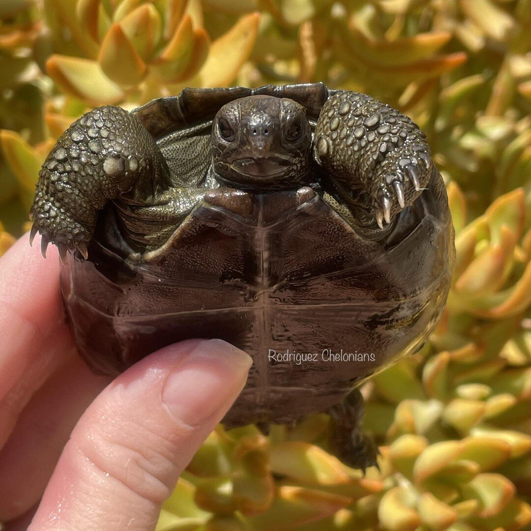 This beautiful little Galapagos hatchling is halfway to being ready for the big move to a new loving home. So if you&rsquo;re on our Galapgos waiting list be on the look out for a message from us over the next week for the opportunity to place your d