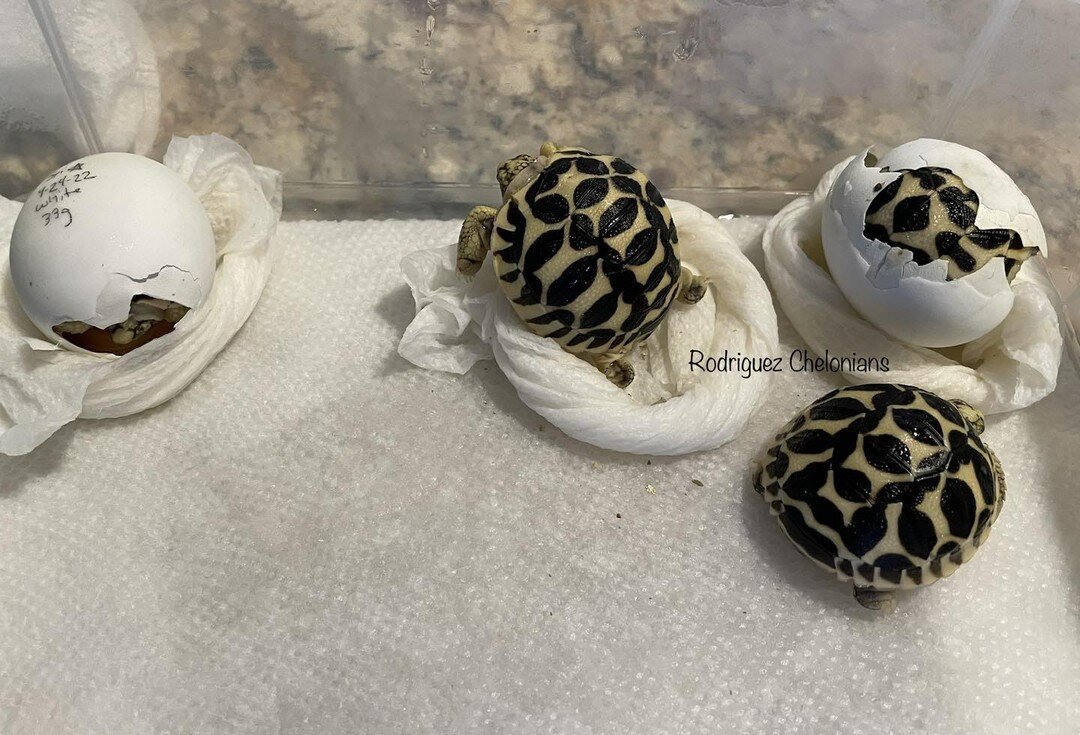 Help us welcome our four newest Sri Lankan star tortoise hatchlings to the ranch. 🥰🤗😘🥹🤩