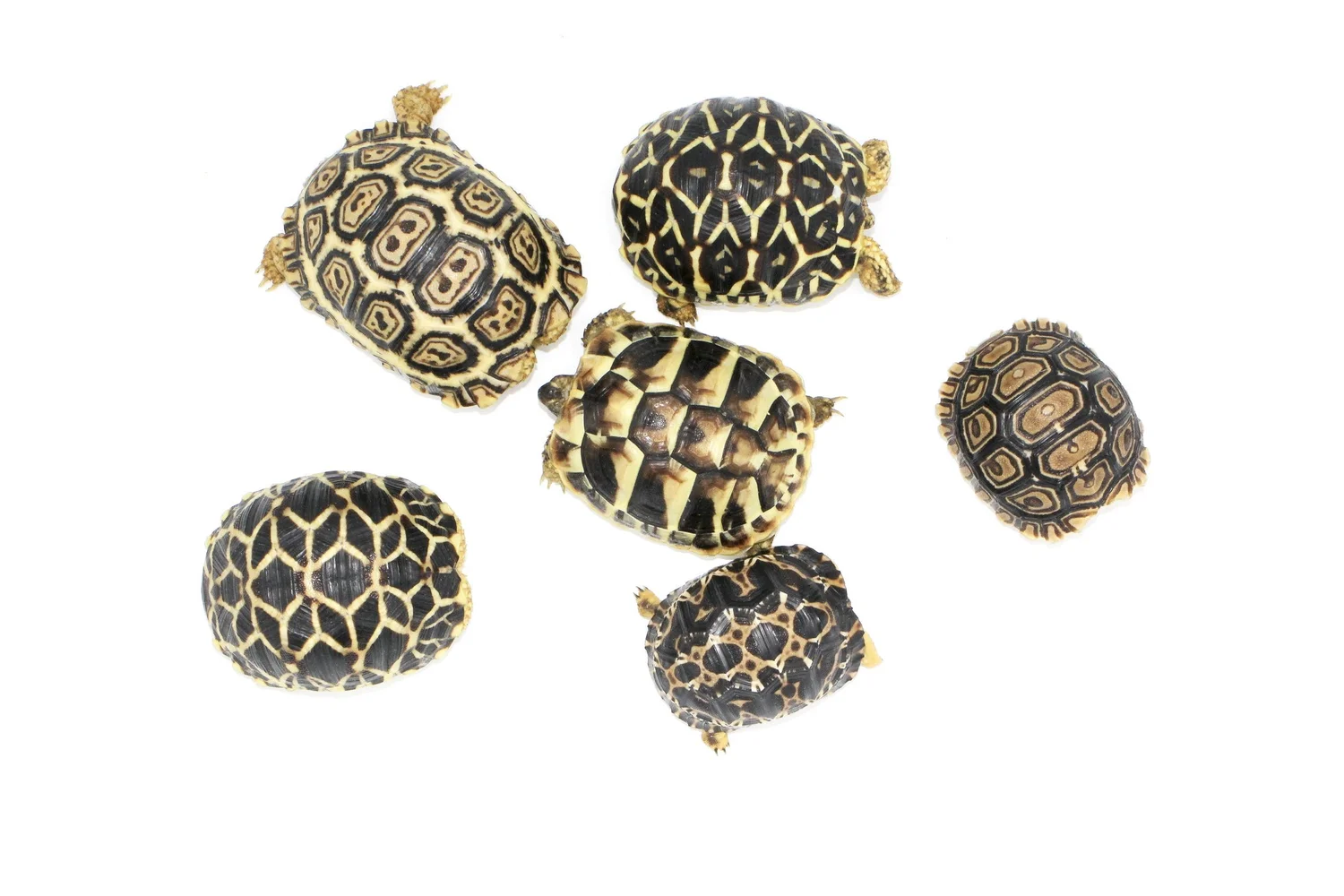Rodriguez Chelonians