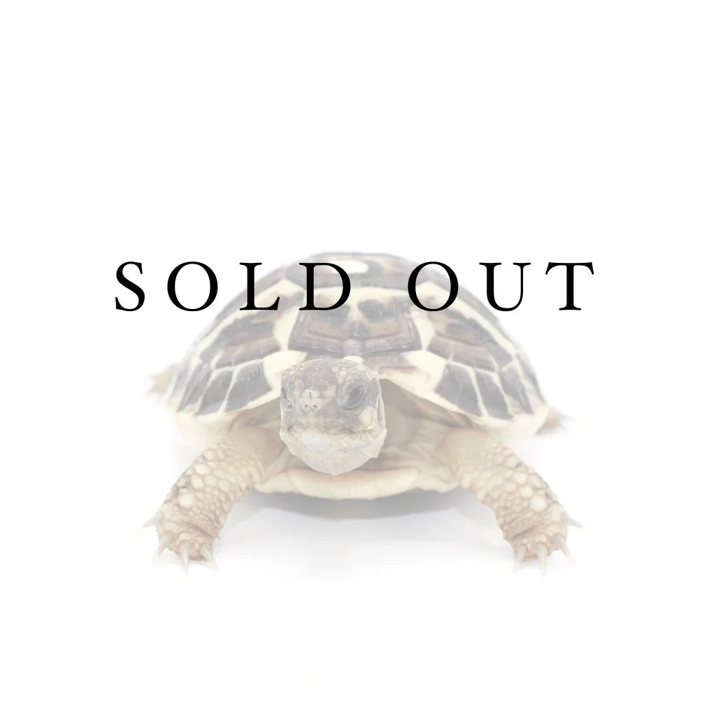 Western (Corsica Island) Hermann's Tortoise