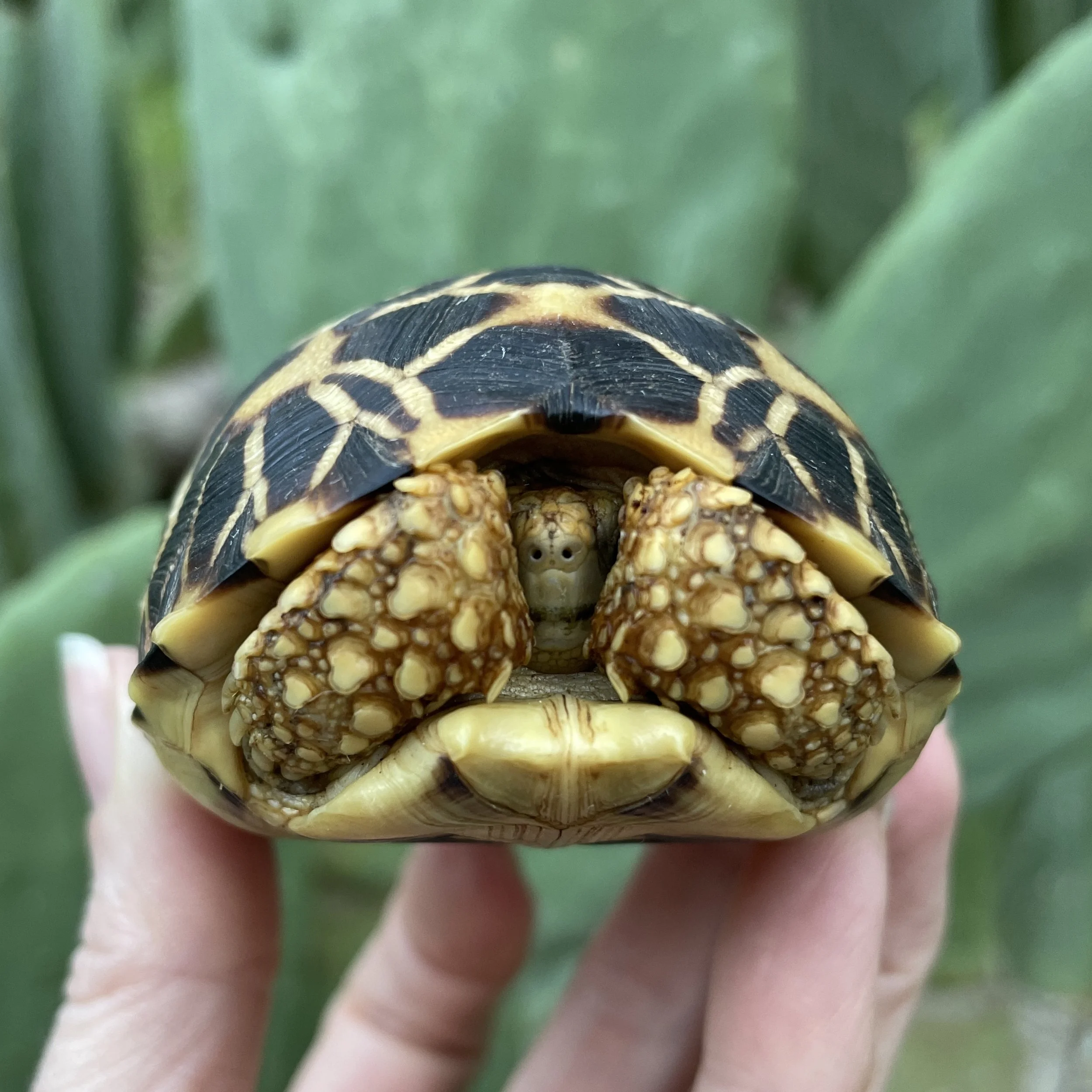 Burmese Star Tortoise 6