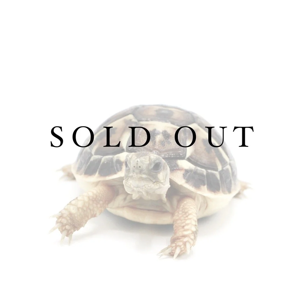 Western (Tuscany Locality) Hermann's Tortoise