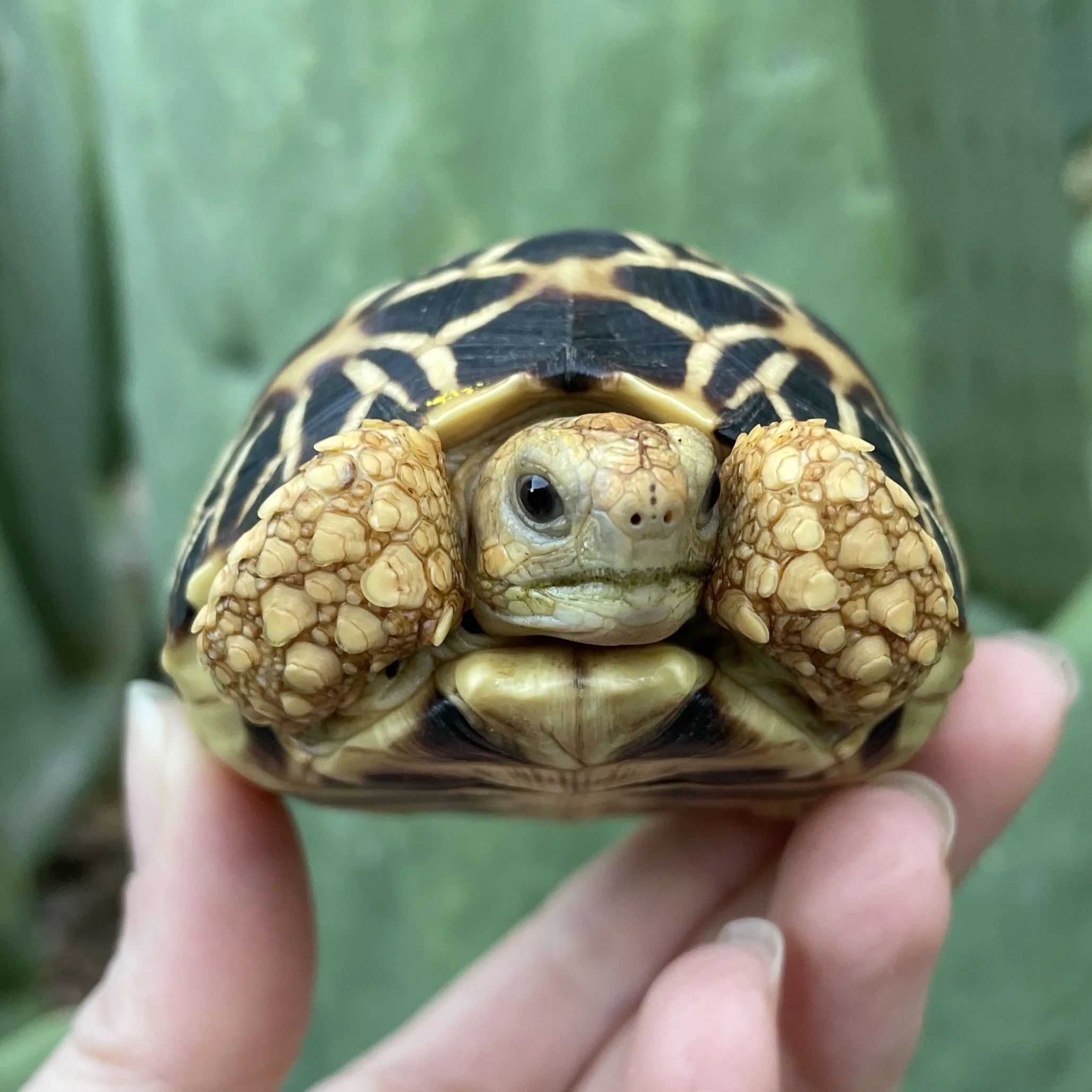 Burmese Star Tortoise 7