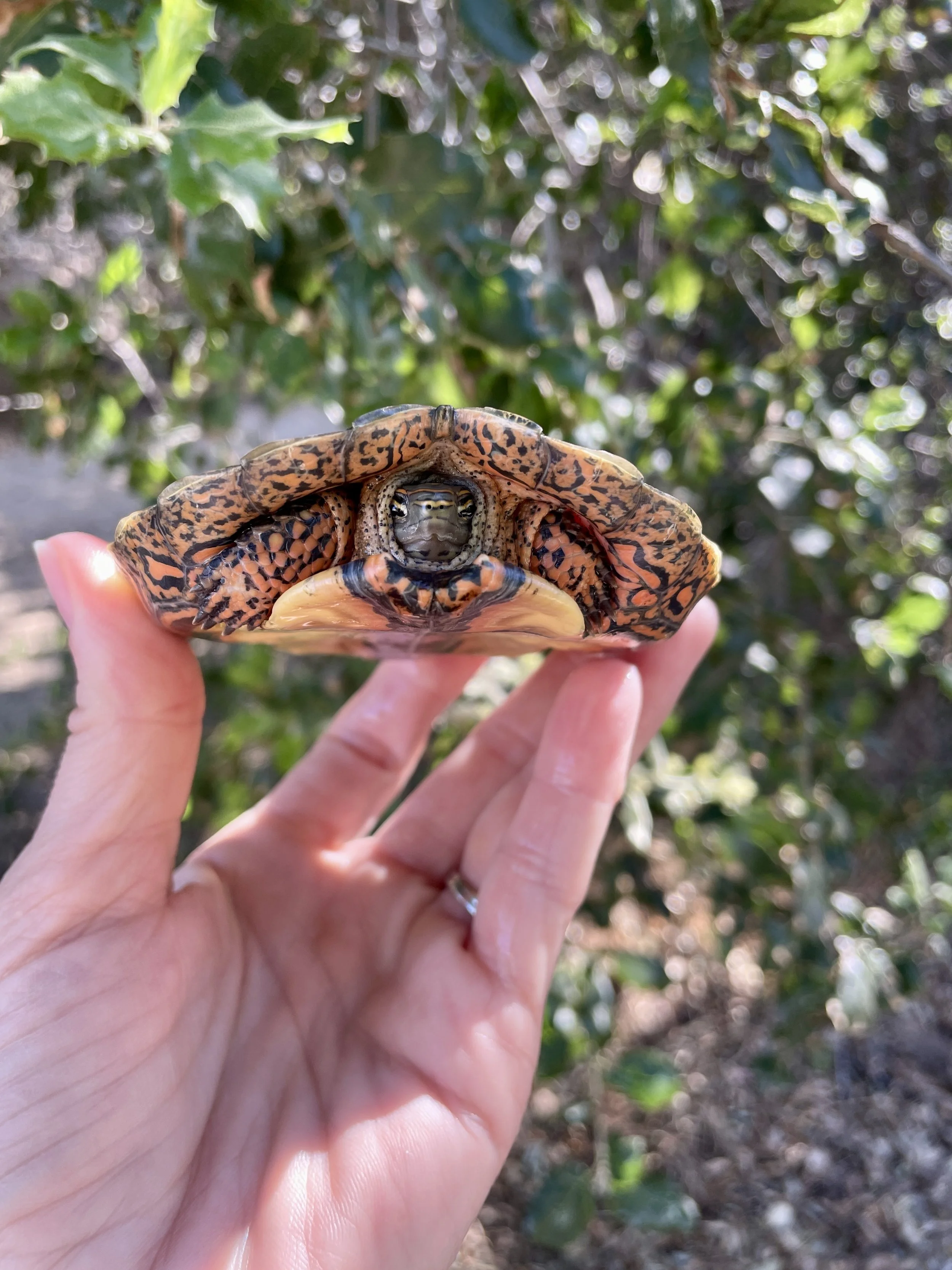 Mexican Painted Wood Turtle #1