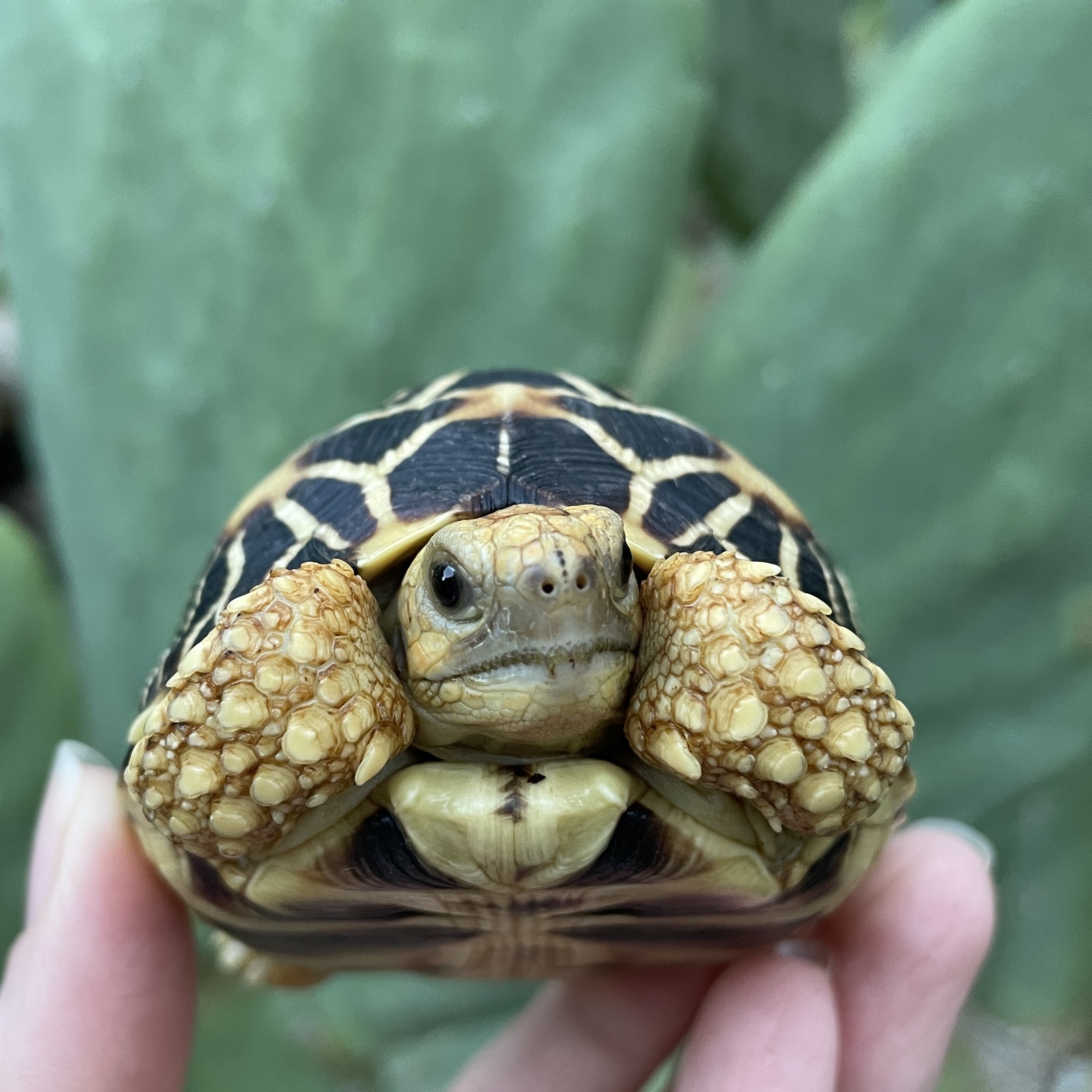 Burmese Star Tortoise 8