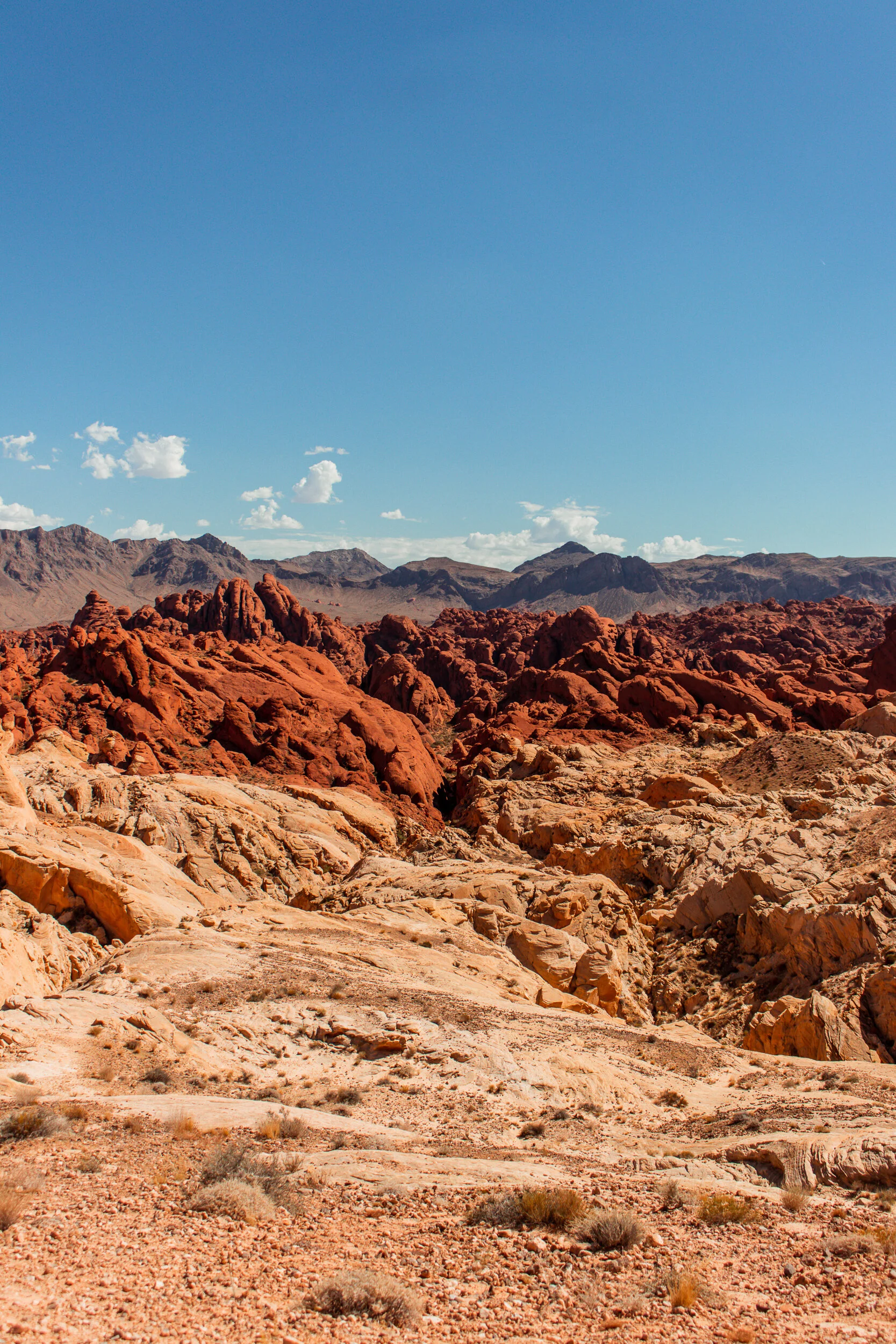 _MG_4910.jpg