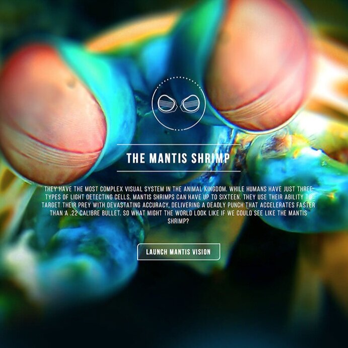 Attenborough's Reef: An Interactive Journey 