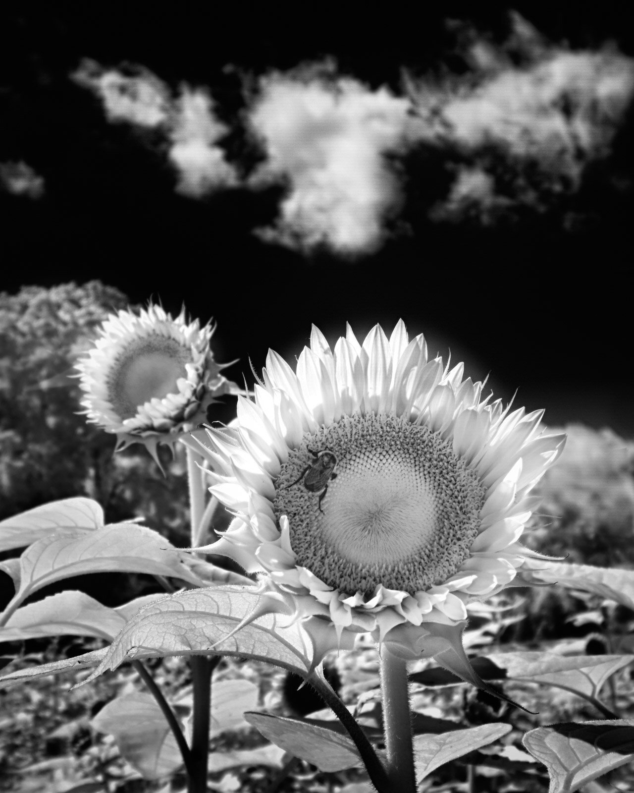 Infrared Sunflowers in Lakeville MA