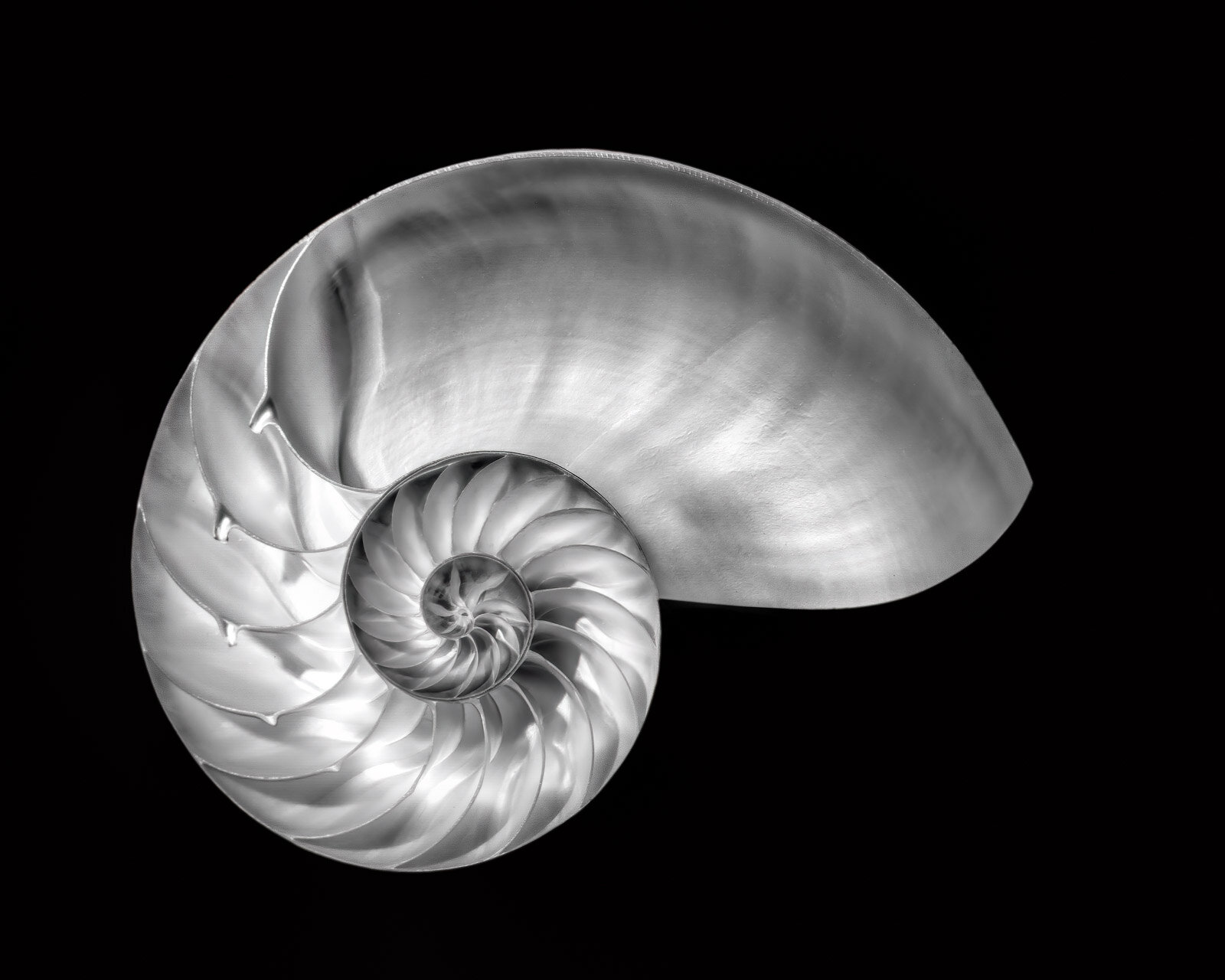 Infrared Nautilus Shell in the Studio