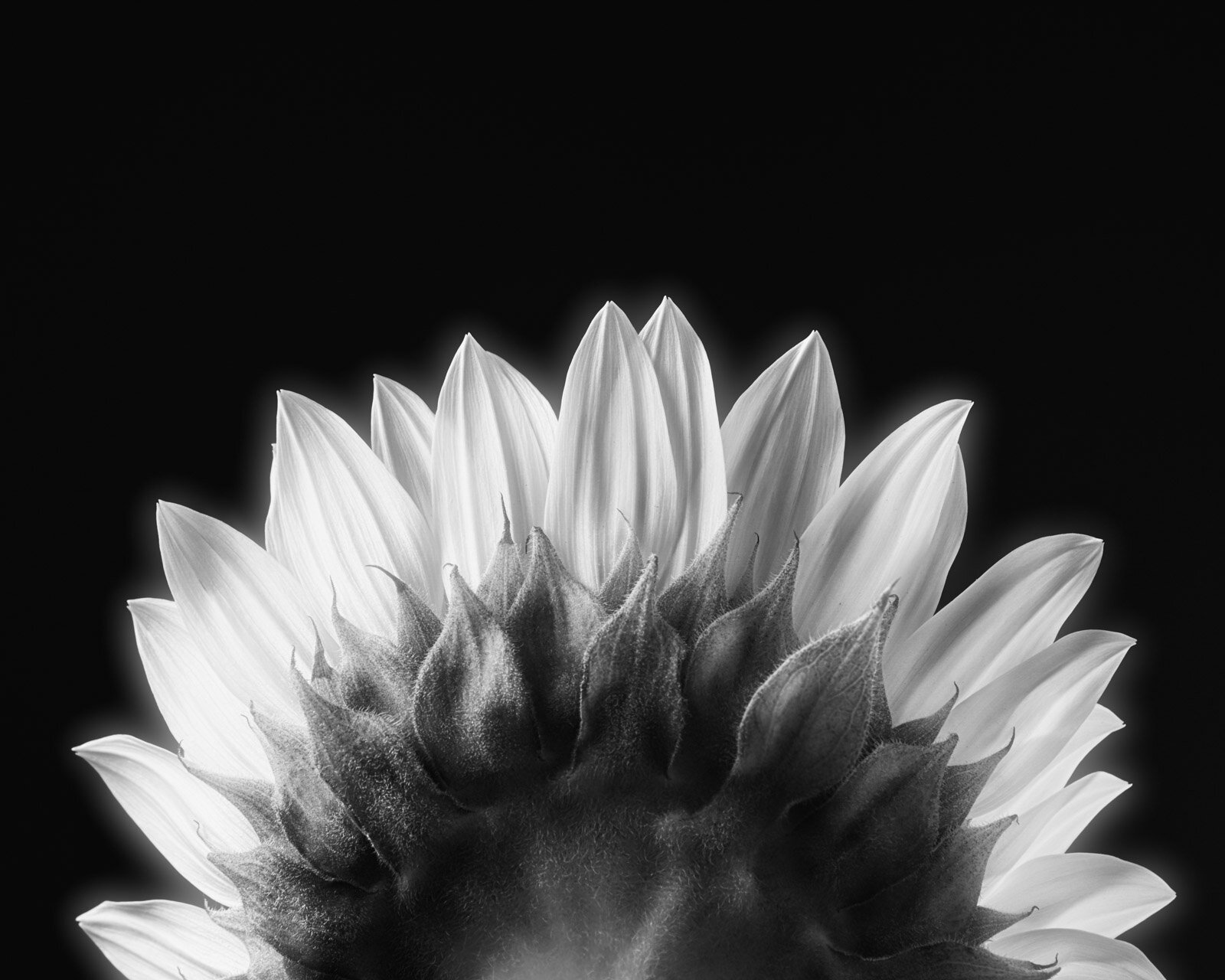 Infrared Sunflower in the Studio