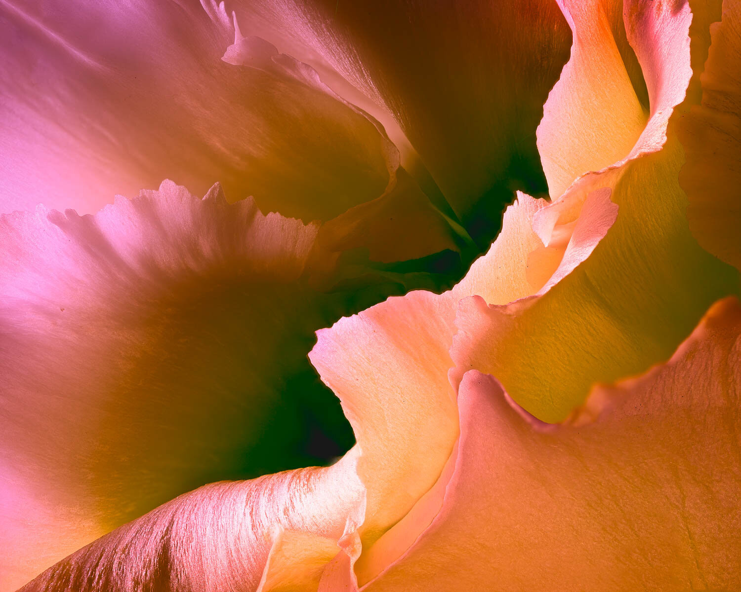 Abstract Flower