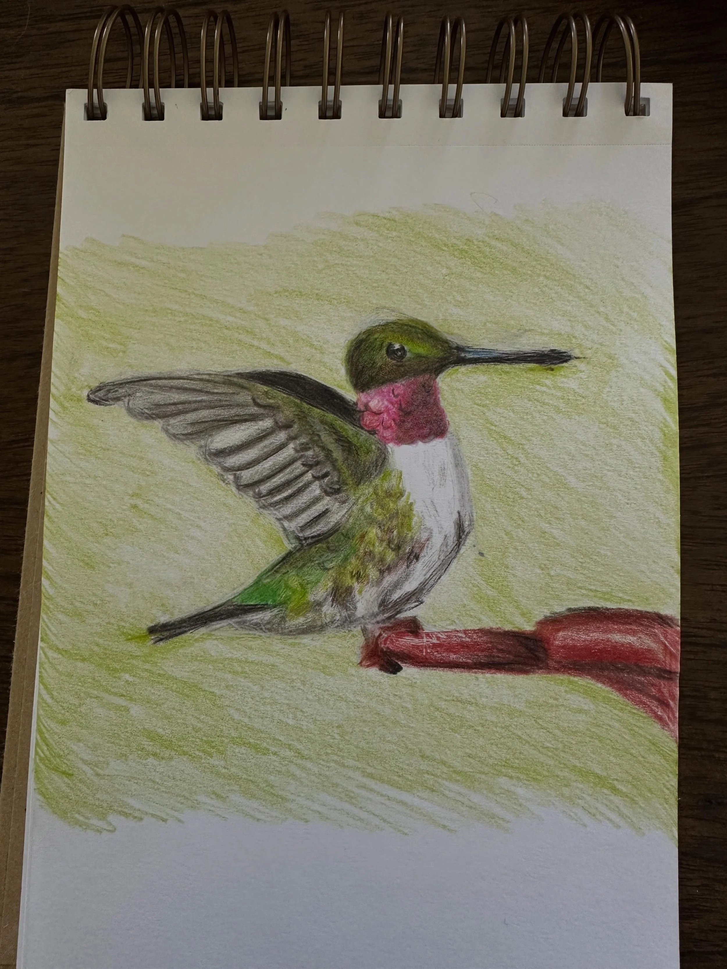 The finished hummingbird as an exercise in preparation to apply to @cornellbirds Artists Residency ! 

I am pleased with the final result bc IT&rsquo;S BEEN A MINUTE since doing realism. Also, I did this in 1.5 hours either Amazon basics colored penc