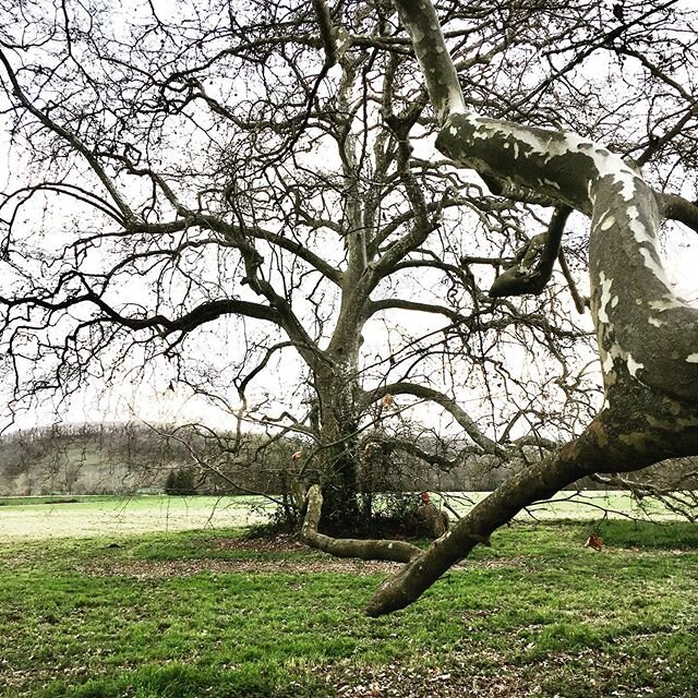 Arbre de vie🌳❤️