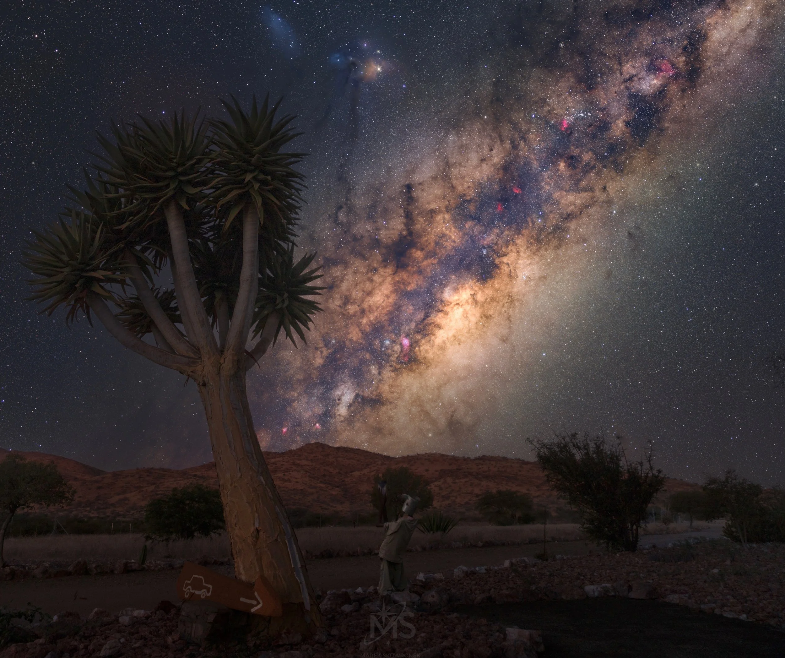 Kokerboom Under the Namibian Milky Way