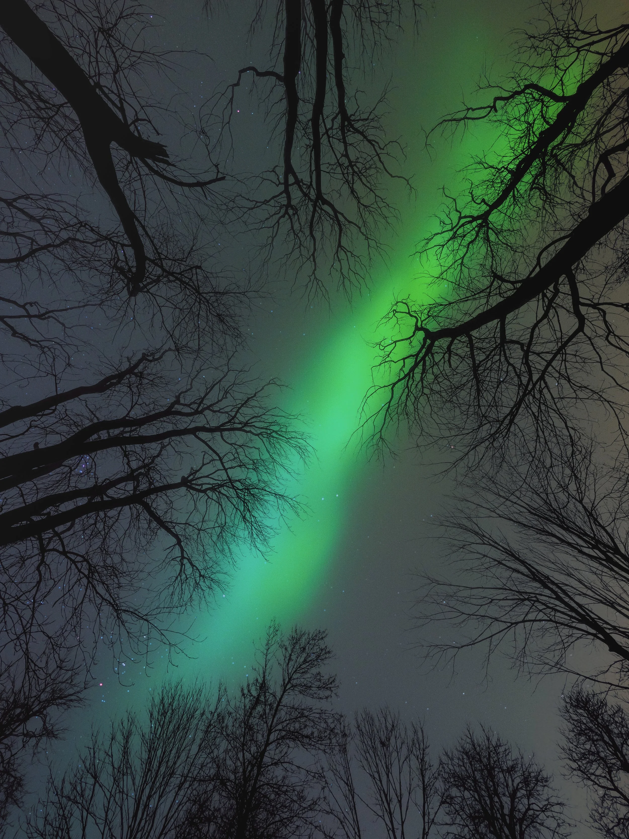 Green aurora borealis glowing across the night sky above Lublin, Poland, framed by silhouetted winter trees during a geomagnetic storm.