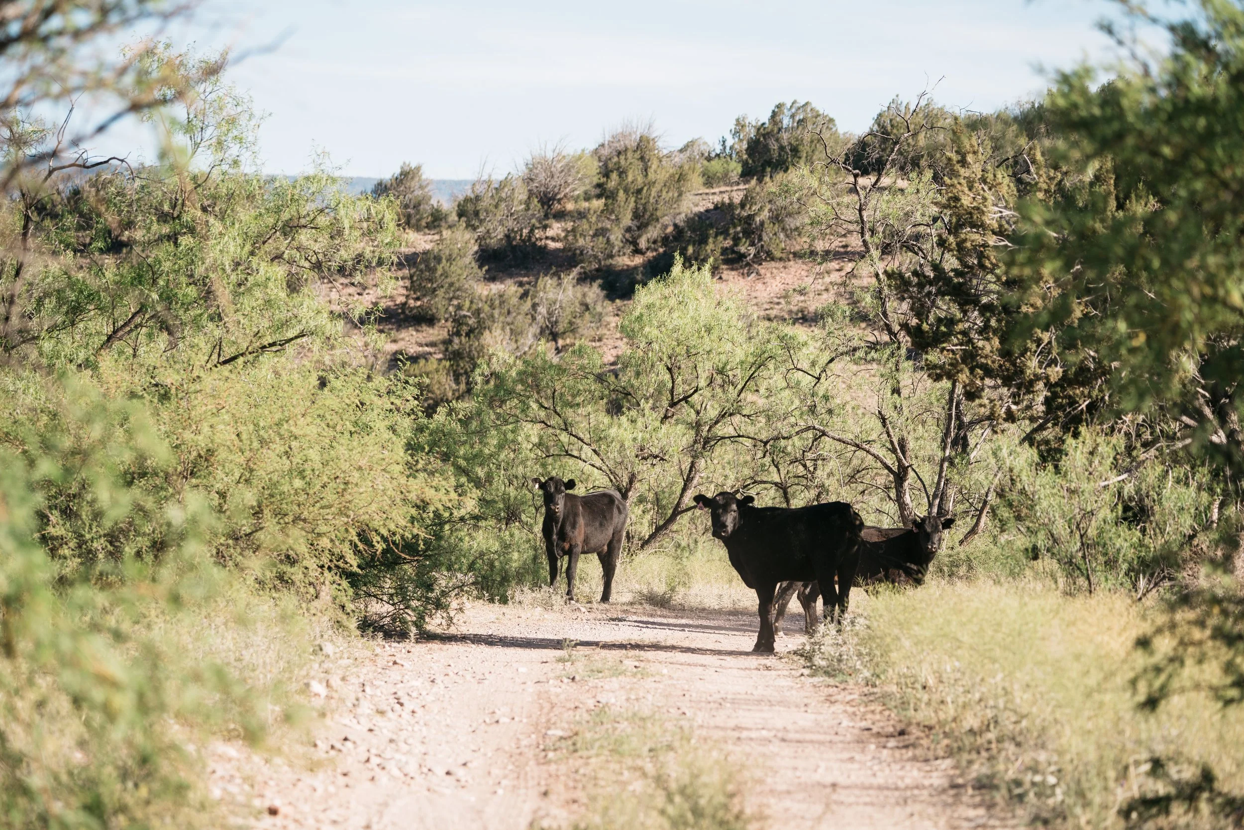 Three black cows standing on a dirt trail surrounded by green bushes and trees in a dry, hilly landscape under a blue sky.