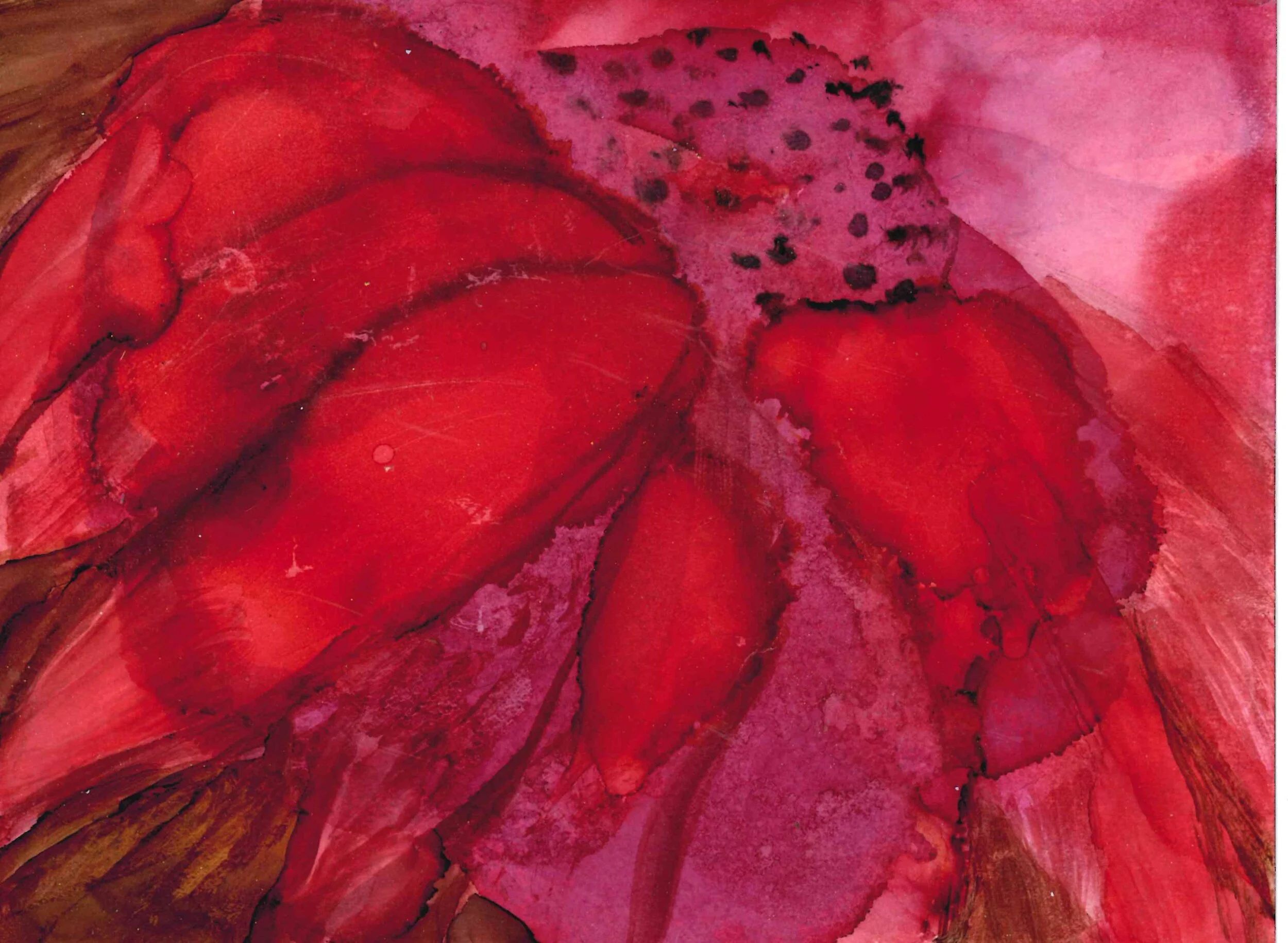 Poinsettia I