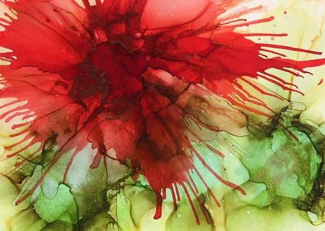 Poinsettia IV