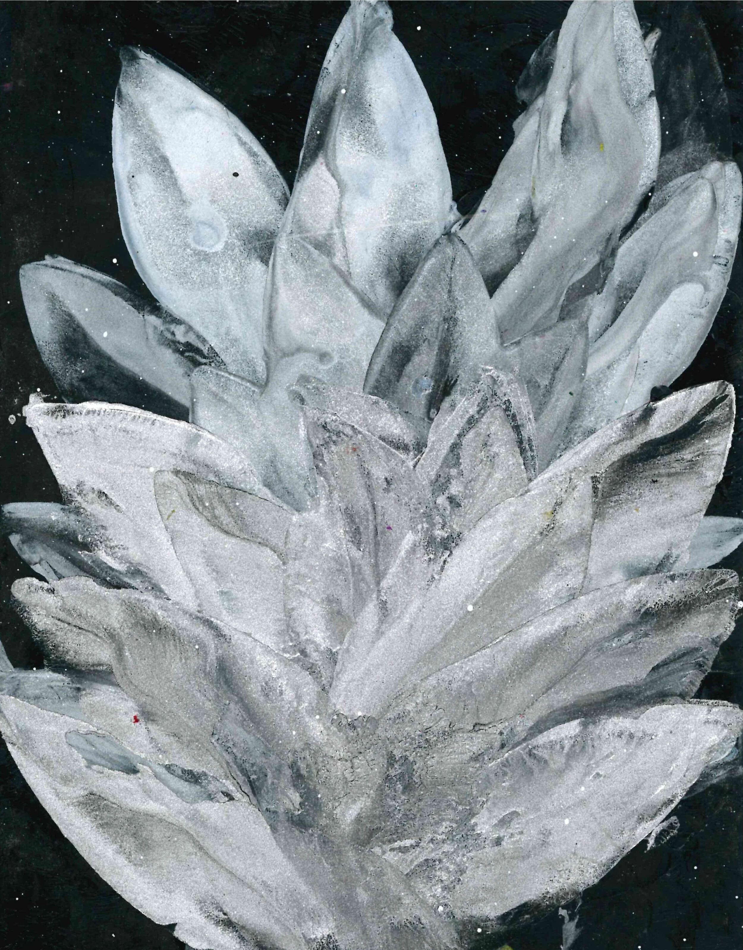 White Succulant