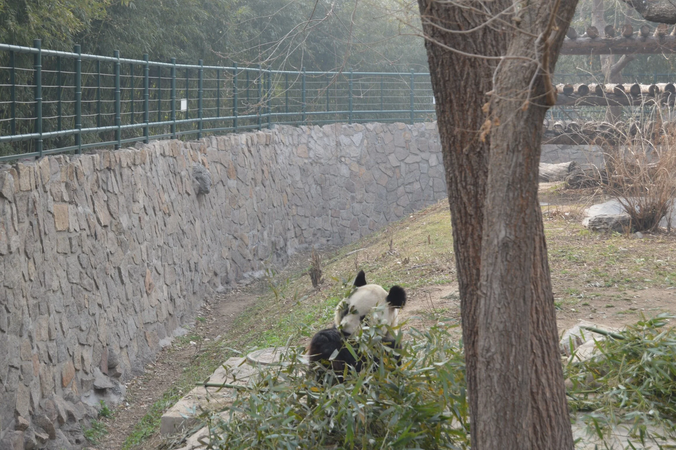 beijing zoo