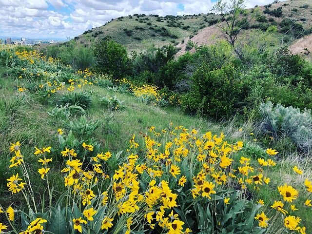 🌻🌼When the Boise Foothills are a flower arrangement. 🌼🌻#idahodaily #boise #flowers