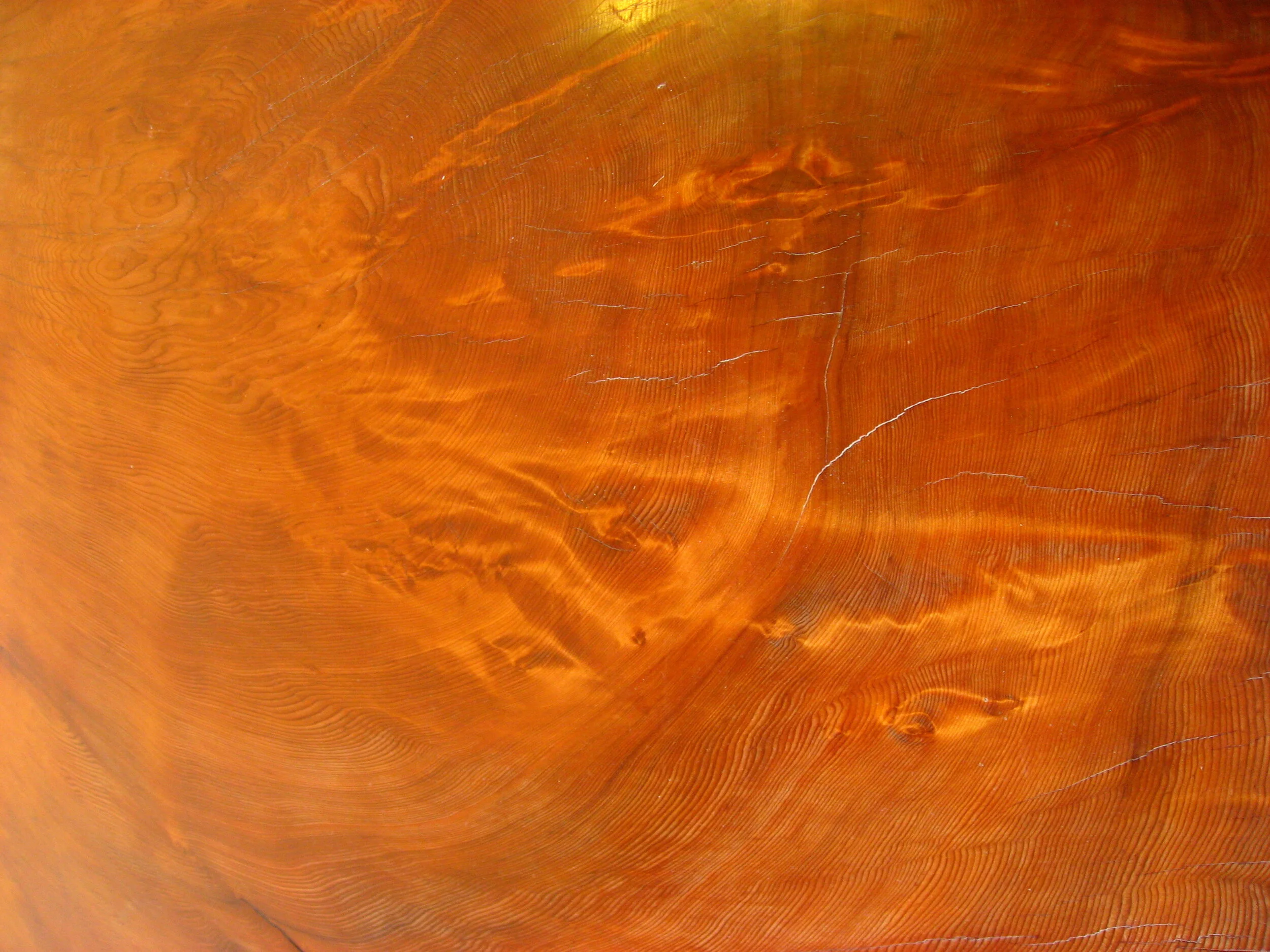 GRACE CHURCH FUTURE CHAPEL ALTER - 2,000+ yr old  Quinault Cedar live-edge burl slice with Cedar trunk leg