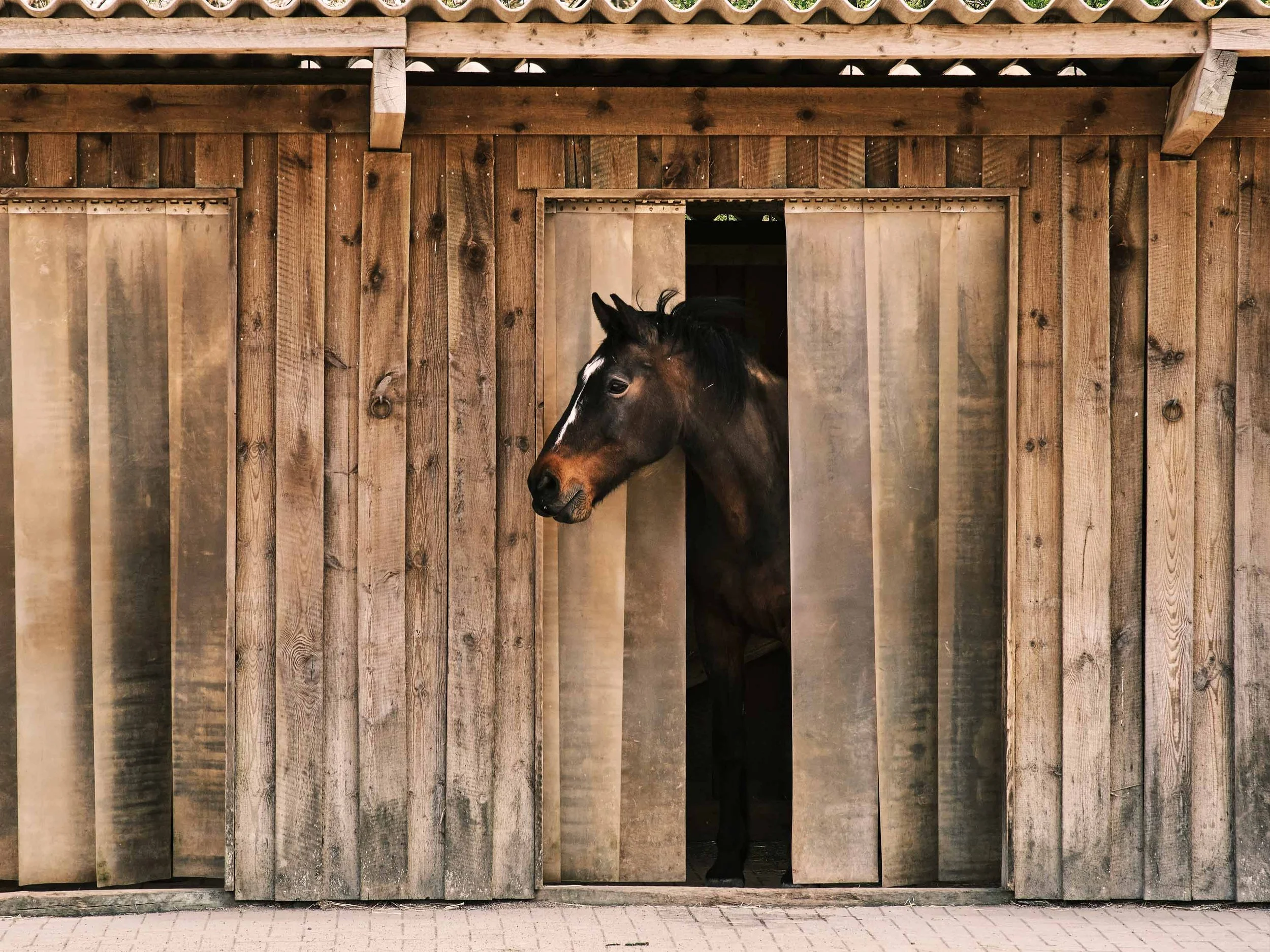 Image of a horse in the stables