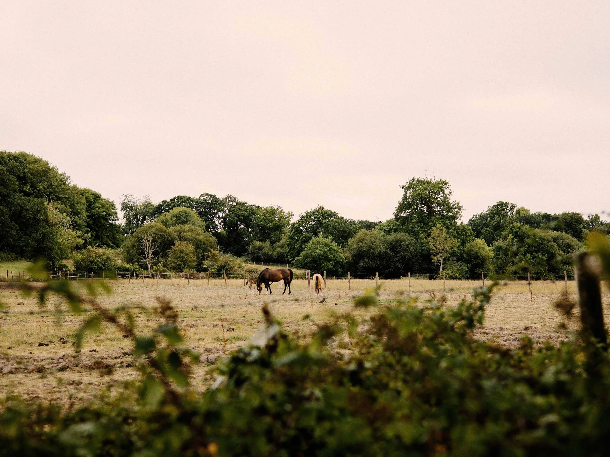 An image of a green meadow with horses relaxing