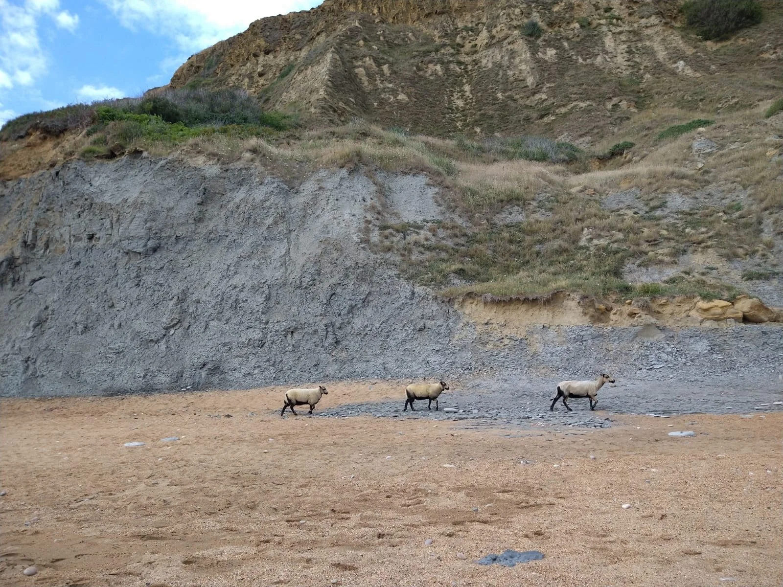 Sheep on the beach