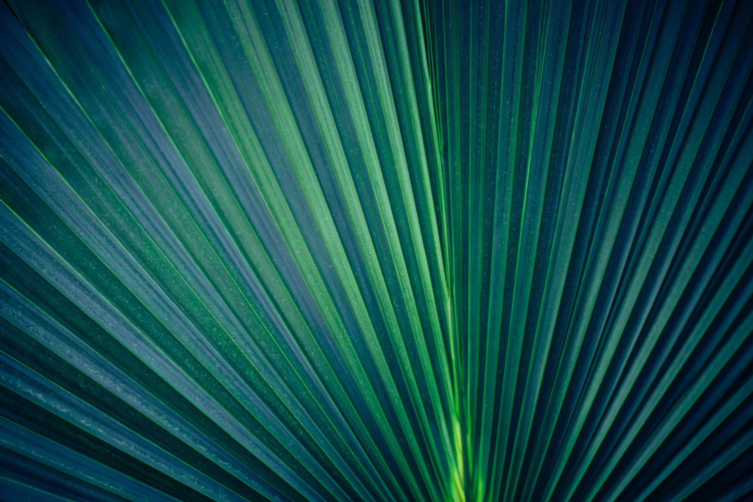 markus-spiske-x4tHIoUiceE-unsplash - nature green.jpg